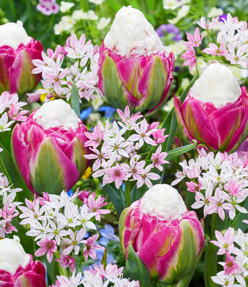 BALDUR Garten Blumenzwiebeln Blumenzwiebel-Mix 'Raspberry Sundae', Blumenzwiebelmix, winterhart, besondere Blütenformen, pflegeleicht