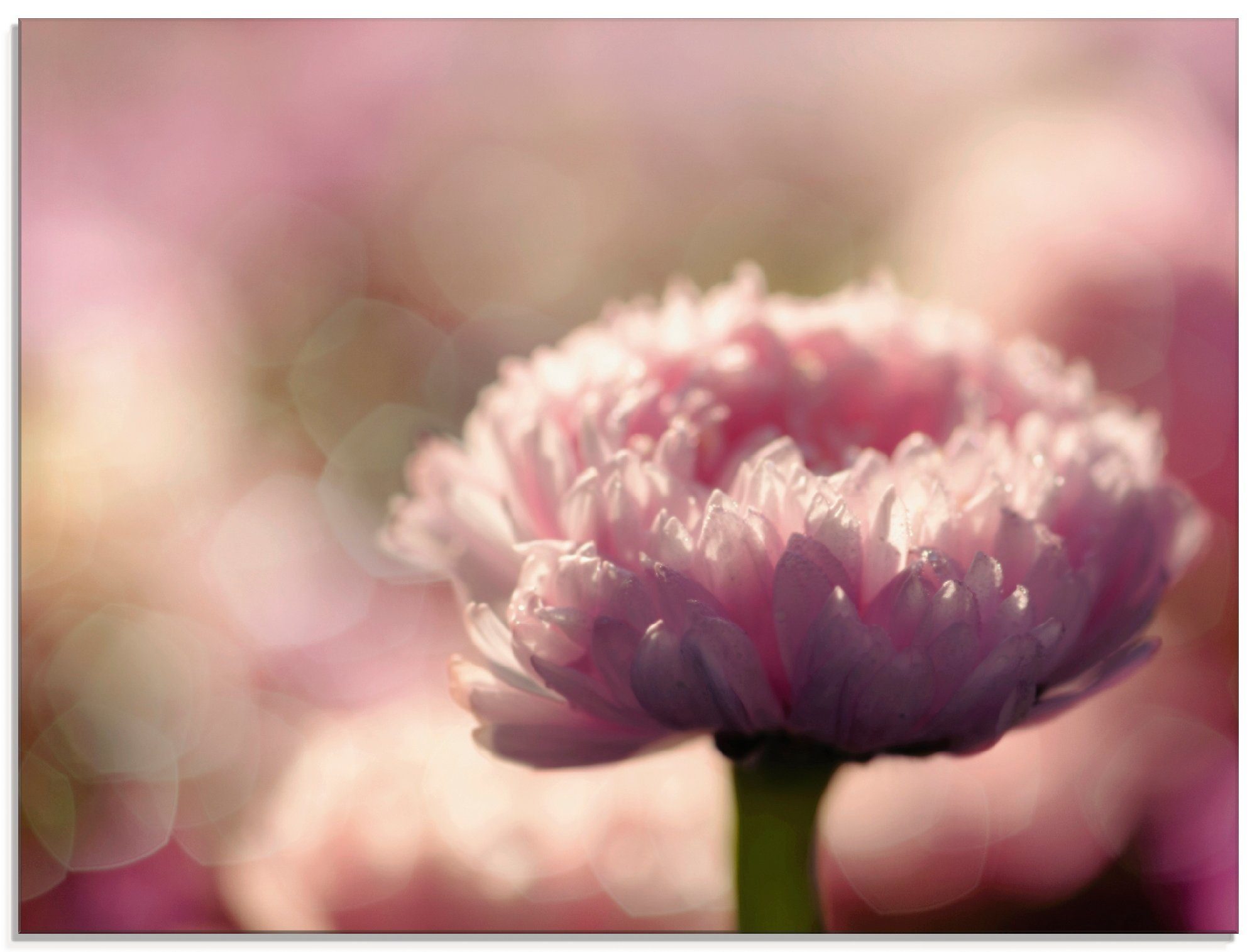 in LOVE, Artland Gänseblümchen Blumen verschiedenen St), Glasbild Größen (1 in