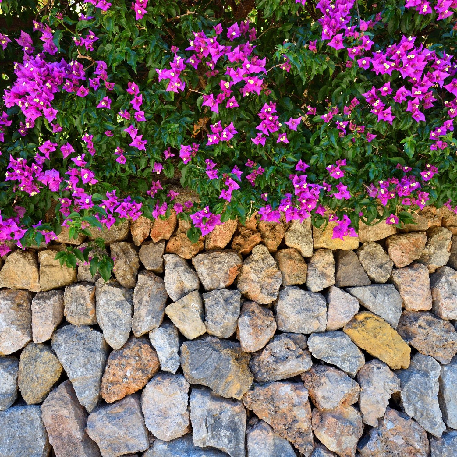 Wallario Tischplatte Mauer mit pinken Blüten (1 St), für Ikea Lack Tisch geeignet