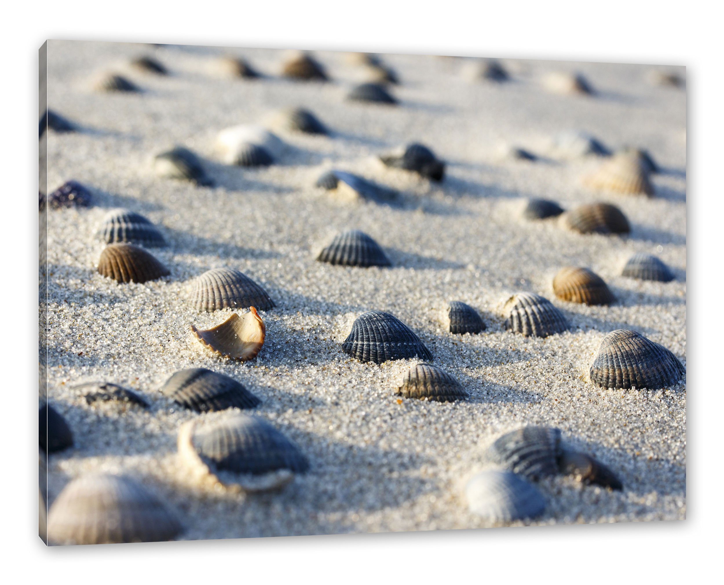 (1 Muscheln Sand, St), Sand fertig Zackenaufhänger bespannt, Leinwandbild im im Pixxprint Leinwandbild inkl. Muscheln