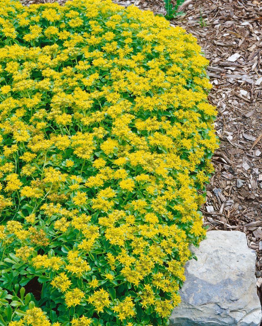 Pflanzen für Dich Staude Sedum kam. var.ellacombianum, 1 St., Kamtschatka-Fetthenne, Ellacombes Fetthenne