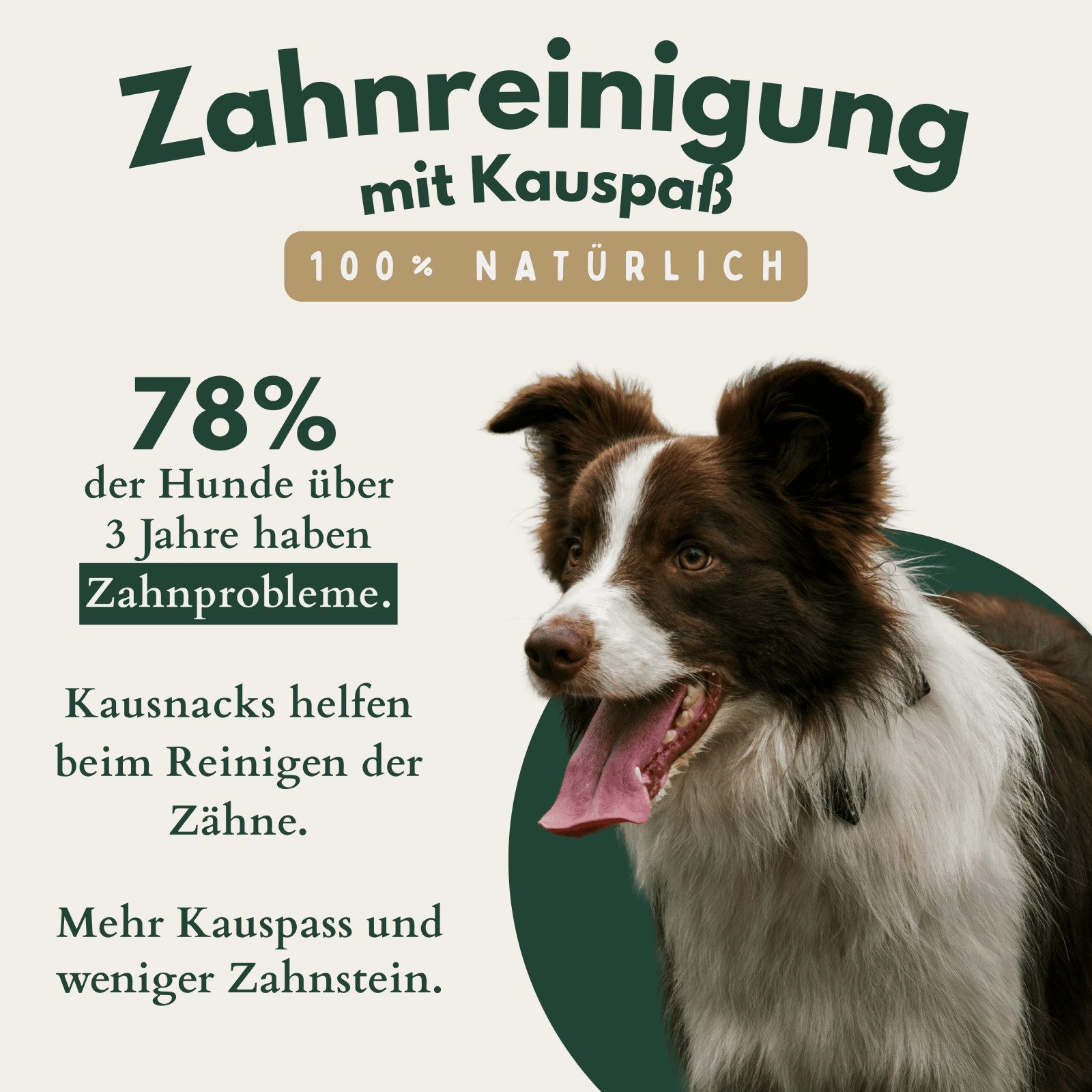 Breers Pet Food Rinderkopfhaut getrocknet mit Fell 1 kg Kausnack Hundeleckerlie, Einzelfuttermittel für Hunde für: Hunde, Harter Kauartikel, Leckerli getreidefrei, Hundesnack zuckerfrei