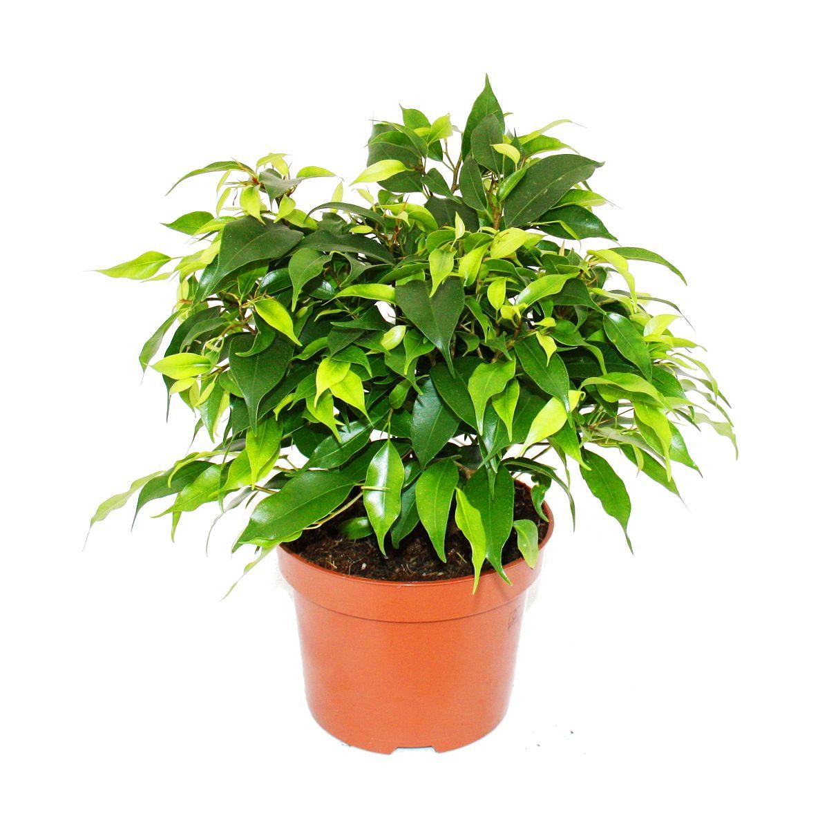Thumbnail - Exotenherz Zimmerpflanze Kinky-Duo Set mit 2 ver. Birkenfeigen Ficus benjamini Kinky 12cm Topf