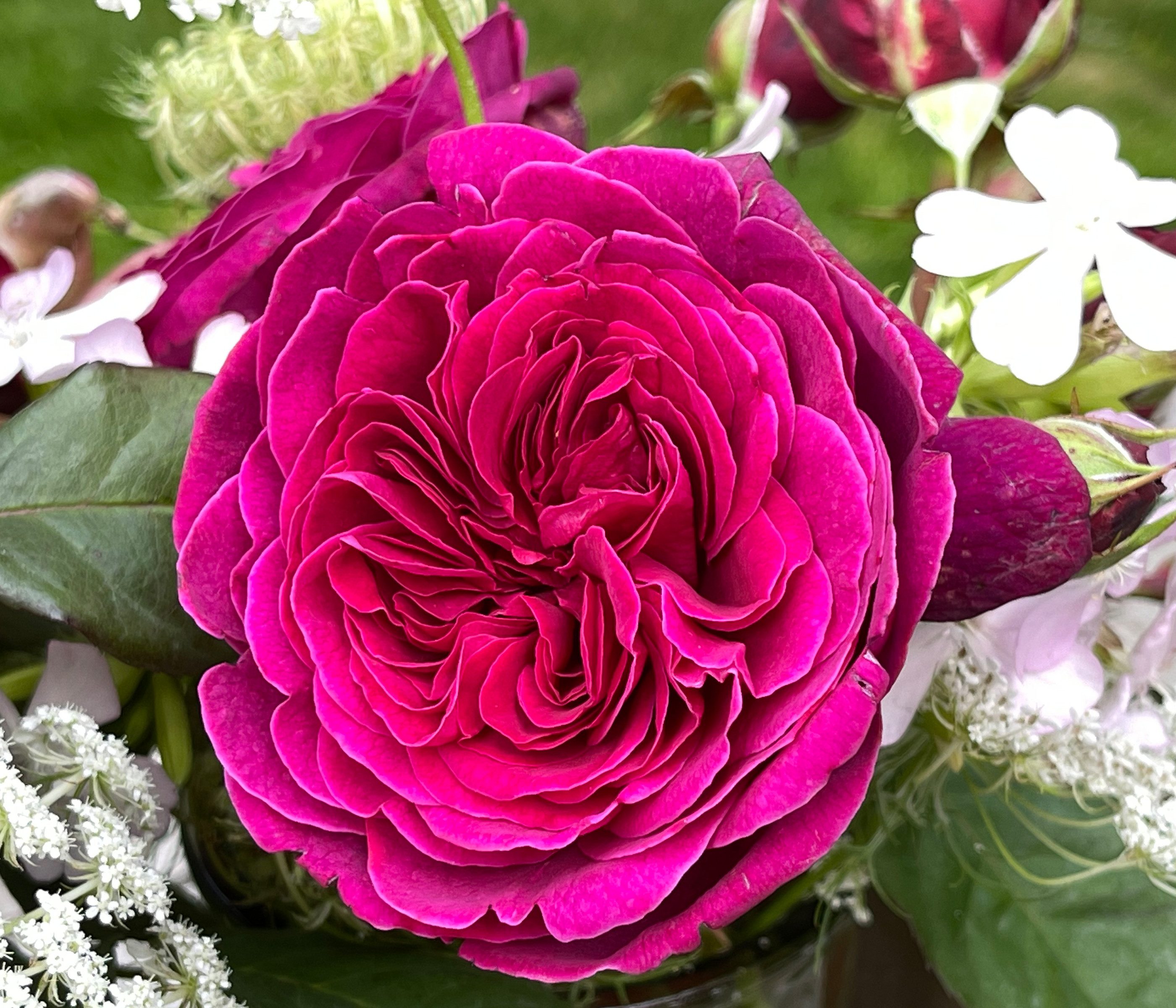 Dehner Rose Nostalgie-Edelrose Deep Secret, gefüllte pink-lila Blüten mit intensivem Duft, Züchter Tantau