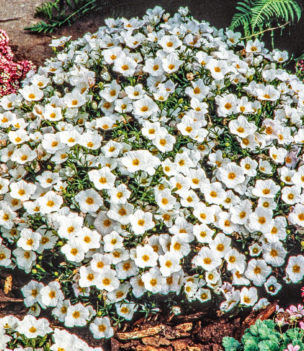 BALDUR Garten Bodendecker Bergsandblume, 3 St., Polsterstaude,winterhart, mehrjährig, pflegeleicht