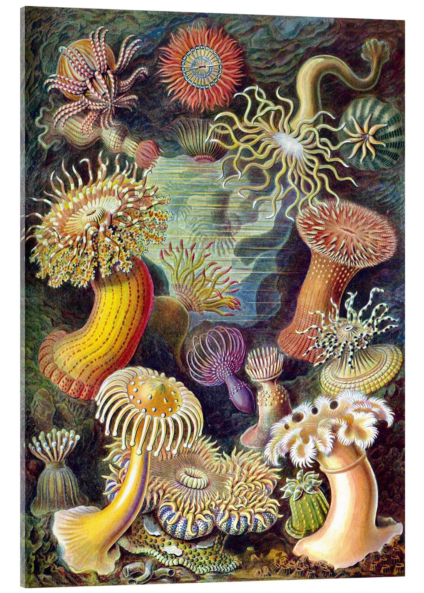 Posterlounge Acrylglasbild Ernst Haeckel, Seeanemonen, Actiniae (Kunstformen der Natur, 1899), Wohnzimmer Maritim Malerei