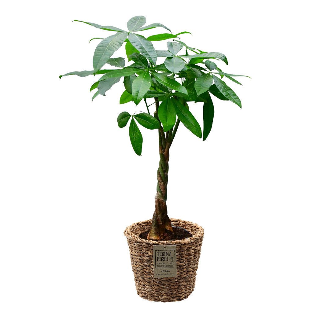 Green Me Up Zimmerpflanze Große Glückskastanie, Wächst in Erde, Pflegeleich günstig online kaufen