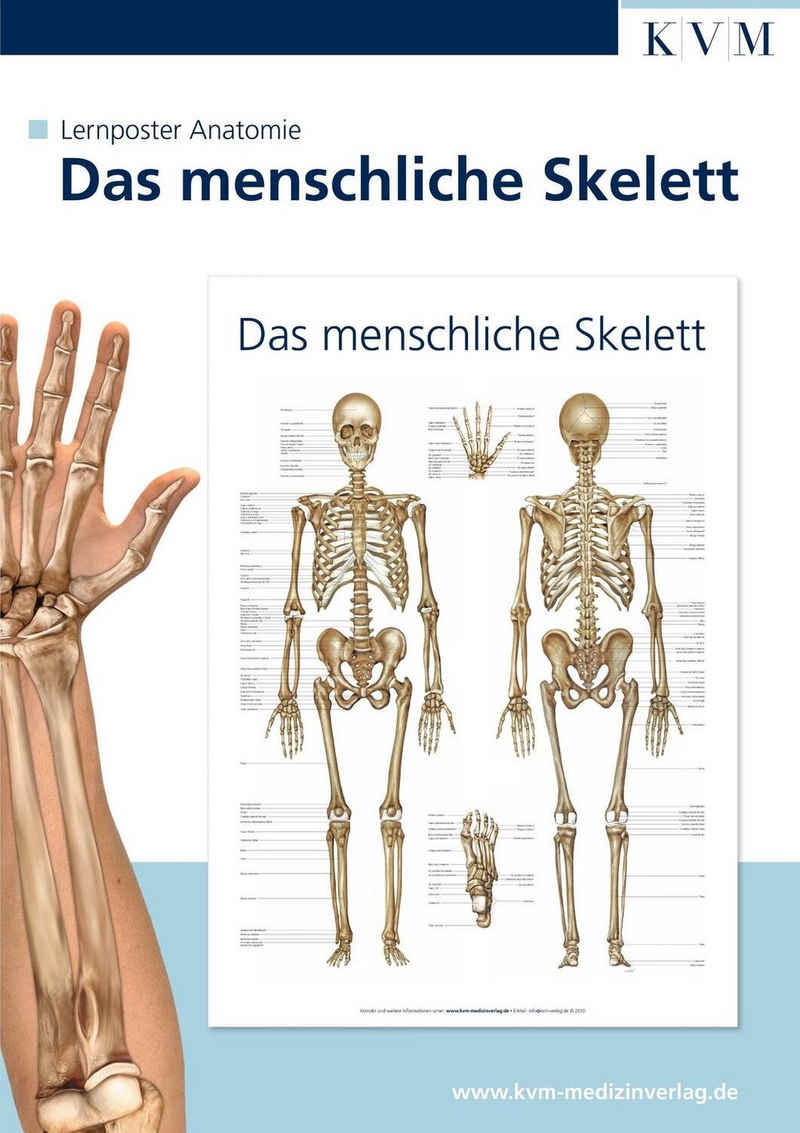 Poster Anatomie Lernposter. Das menschliche Skelett