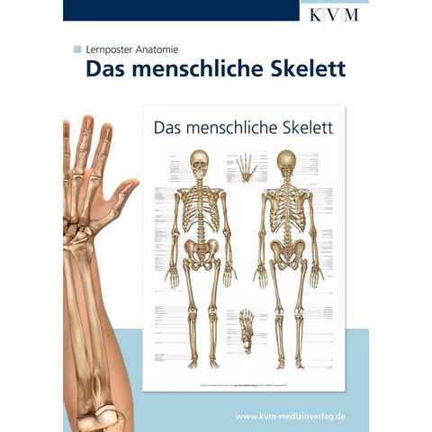 Poster Anatomie Lernposter. Das menschliche Skelett