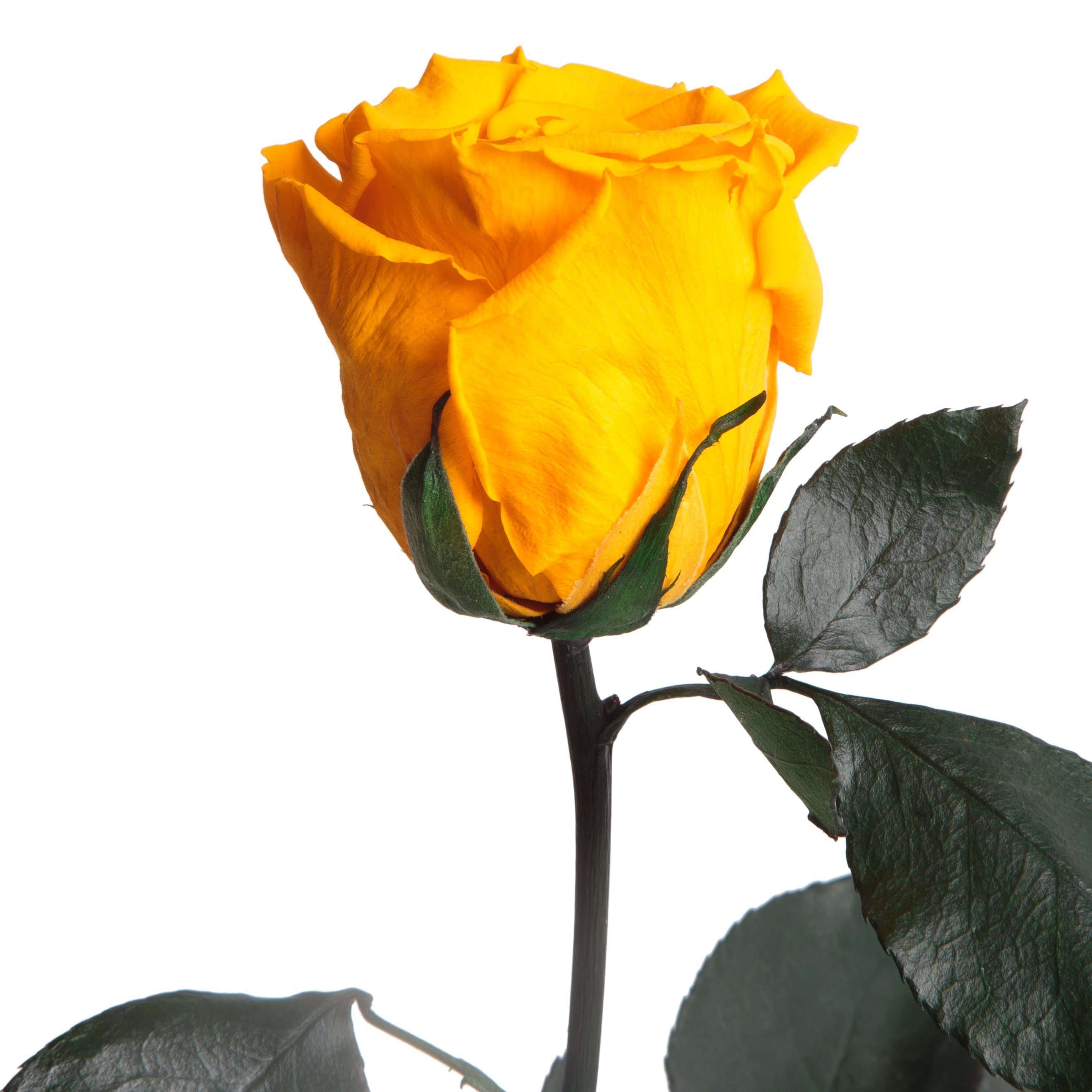 Kunstblume Ewige Rose konserviert mit Stiel günstig online kaufen