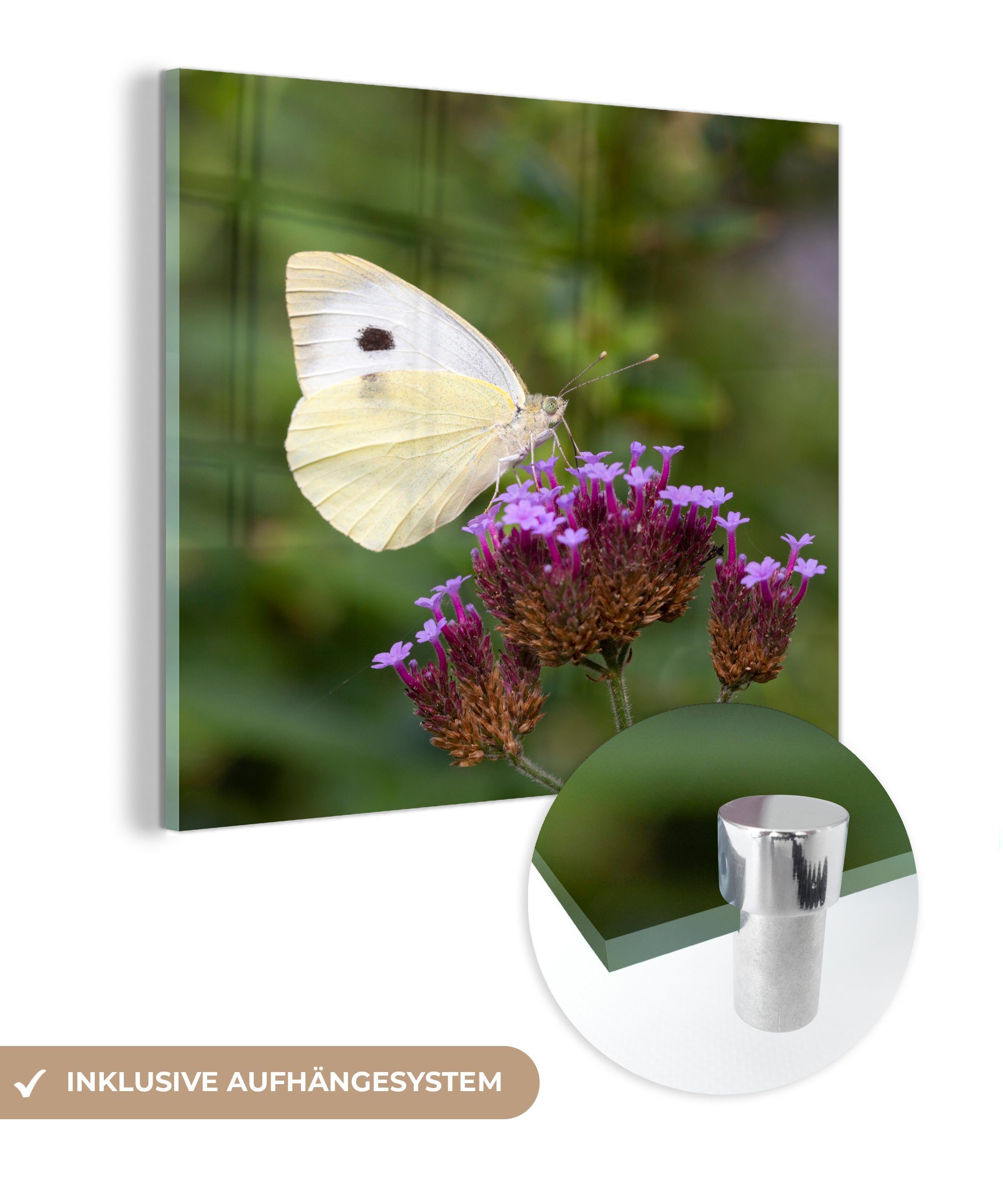 MuchoWow Acrylglasbild Kohlweißling auf kleinen lila Blüten, (1 St), Glasbilder - Bilder auf Glas Wandbild - Foto auf Glas - Wanddekoration | Bilder