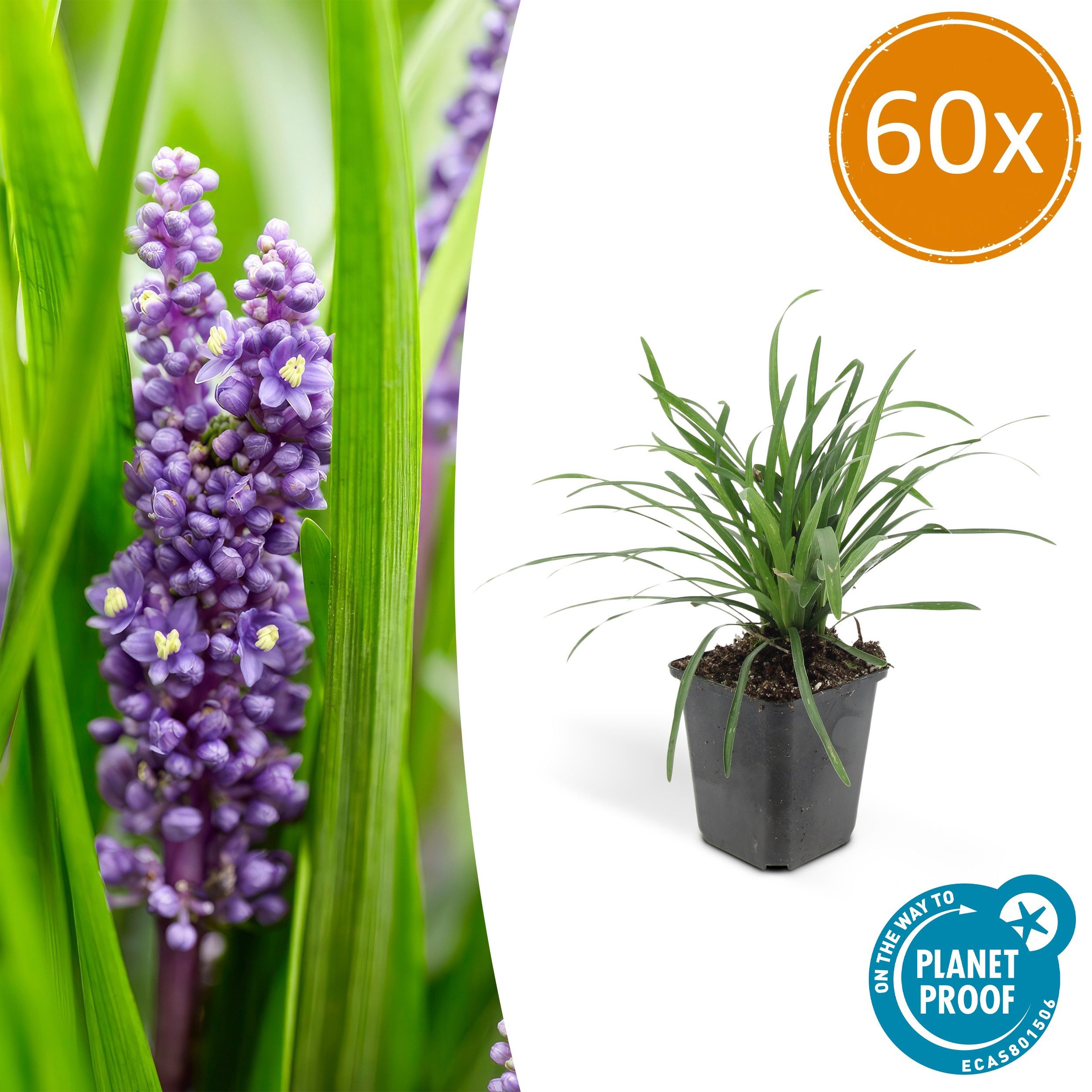 Exotenherz Beetpflanze Glöckchentraube - Liliengras - Liriope muscari Moneymaker - 9cm Topf