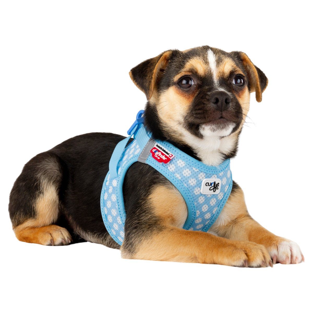 Curli Hunde-Geschirr Clasp Vest Geschirr Puppy Set skyblue-circles