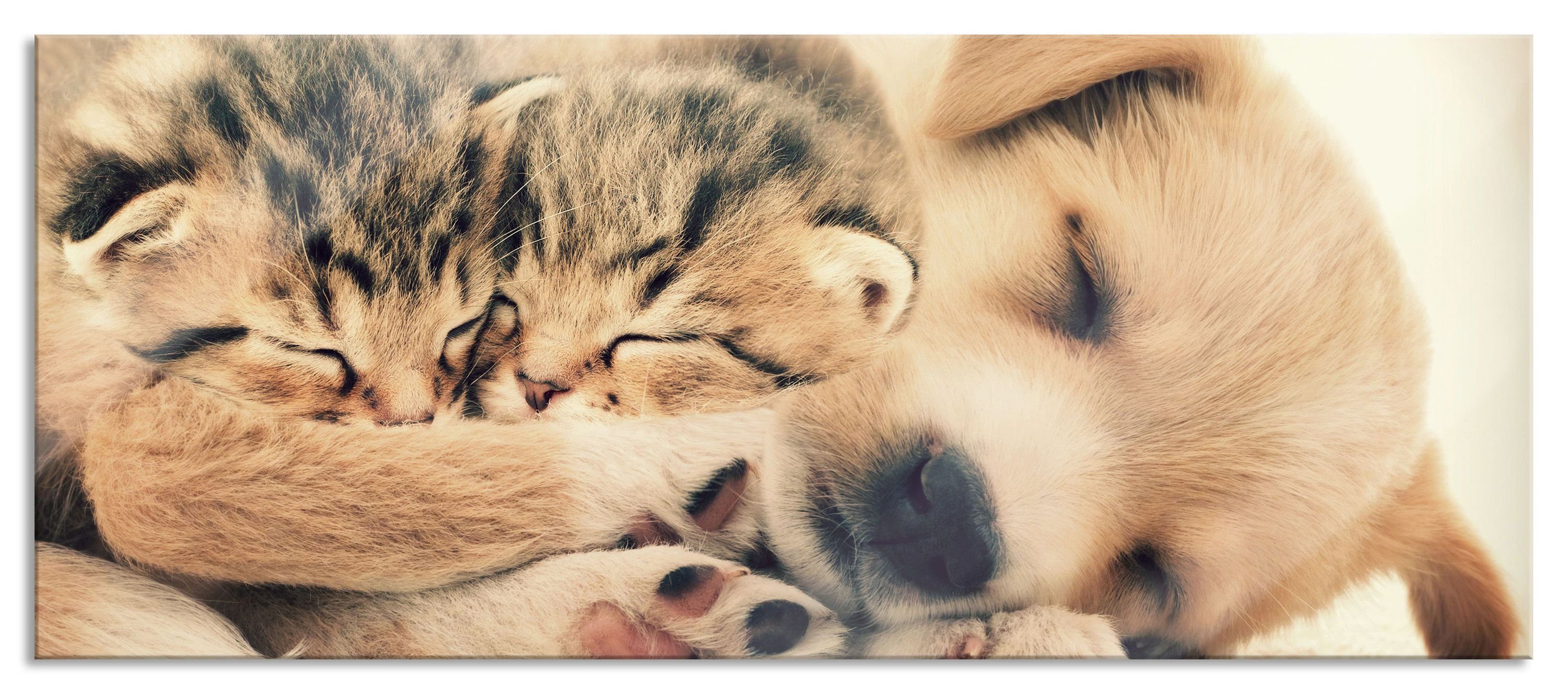 Pixxprint Glasbild Hundewelpe mit kleinen Kätzchen, Hundewelpe mit kleinen Kätzchen (1 St), Glasbild aus Echtglas, inkl. Aufhängungen und Abstandshalter