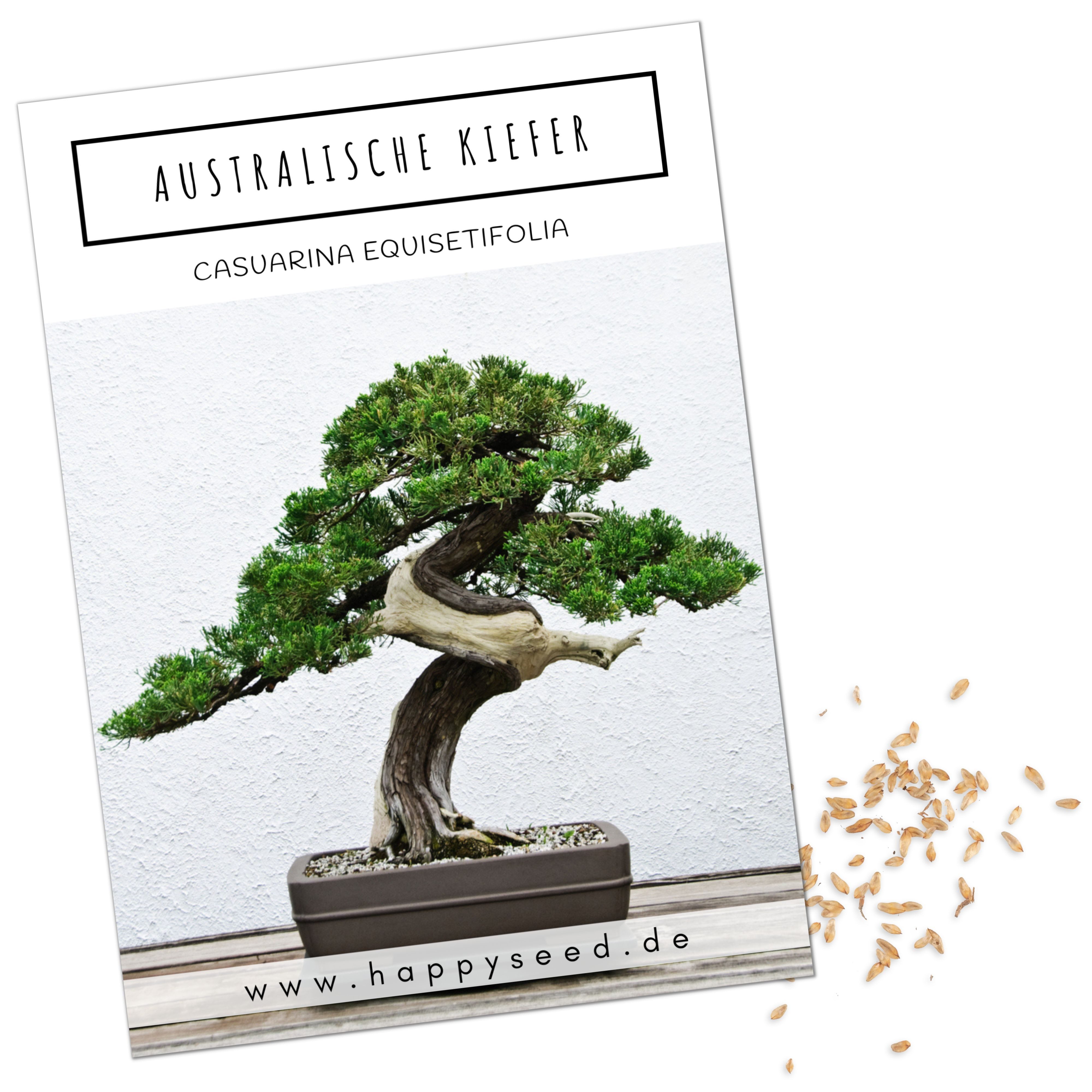 HappySeed Blumensamen Exotische Bonsai Samen mit hoher Keimrate - Australische Kiefer, Bonsai