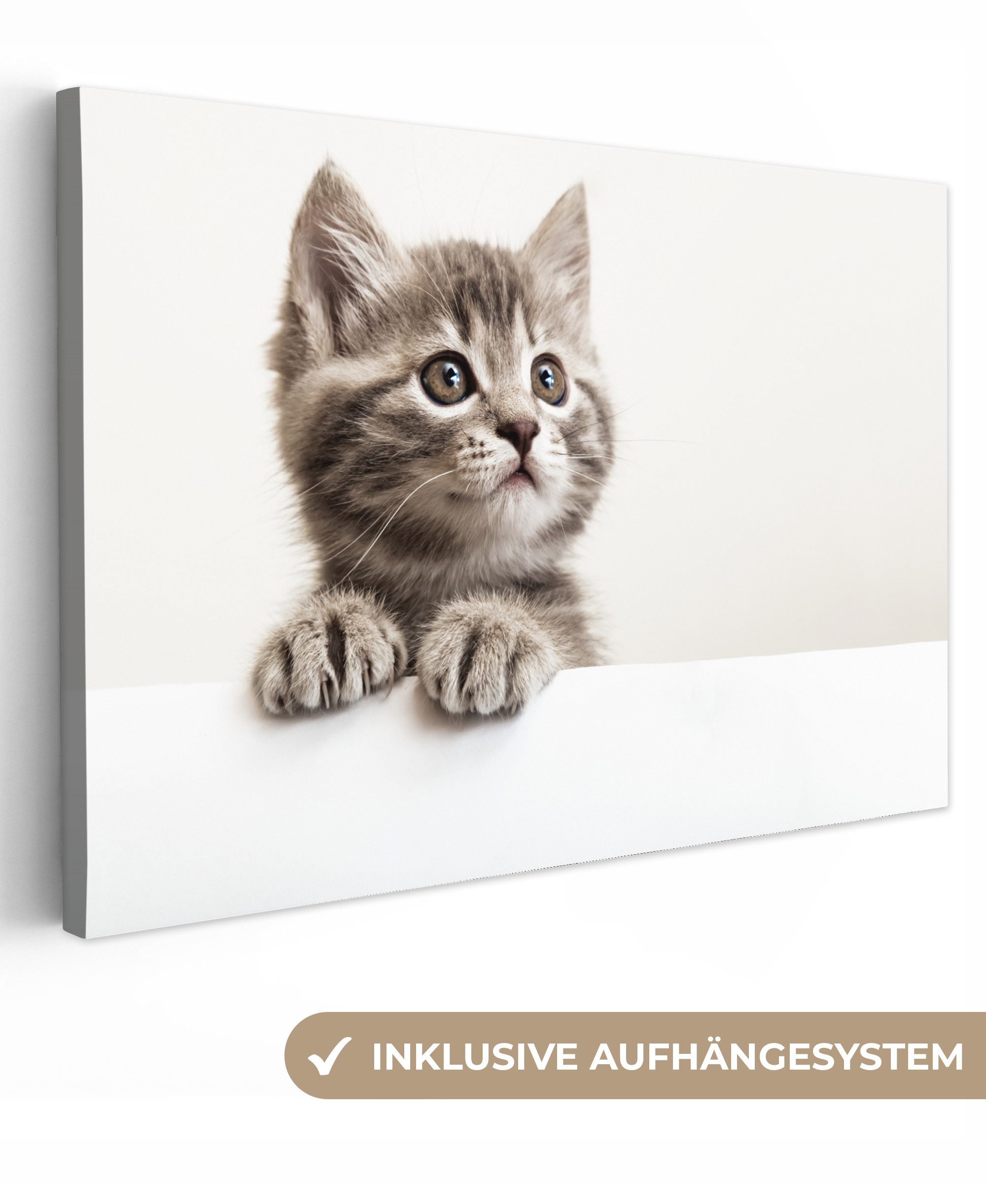 OneMillionCanvasses® Leinwandbild Katze - Grau - günstig online kaufen
