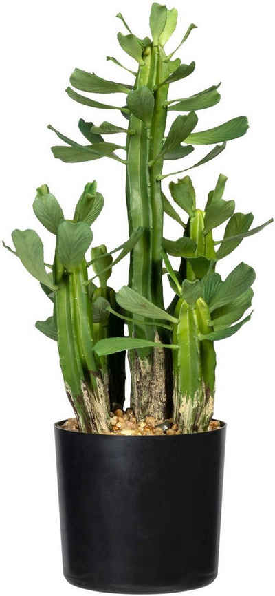 Künstliche Zimmerpflanze Sukkulente Euphorbie Sukkulente Euphorbie, Creativ green, Höhe 40 cm