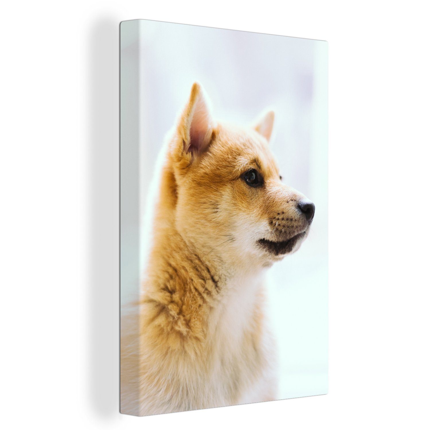 OneMillionCanvasses® Leinwandbild Shiba Inu vor weißem Hintergrund, (1 St), Leinwandbild fertig bespannt inkl. Zackenaufhänger, Gemälde, 20x30 cm