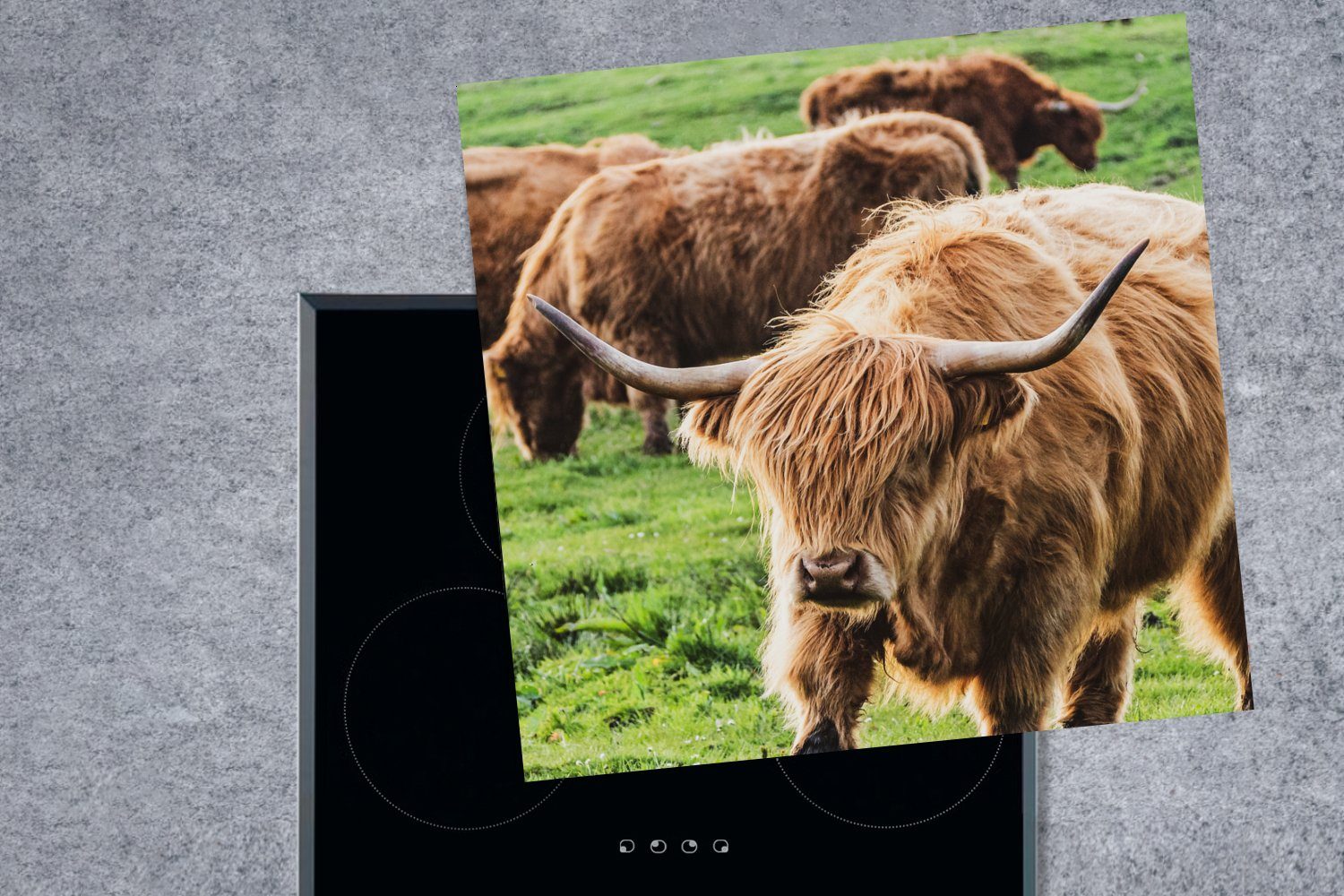 (1 für Schottischer Herdblende-/Abdeckplatte - Kühe Vinyl, Arbeitsplatte Ceranfeldabdeckung, Highlander Tiere, tlg), MuchoWow cm, küche - 78x78
