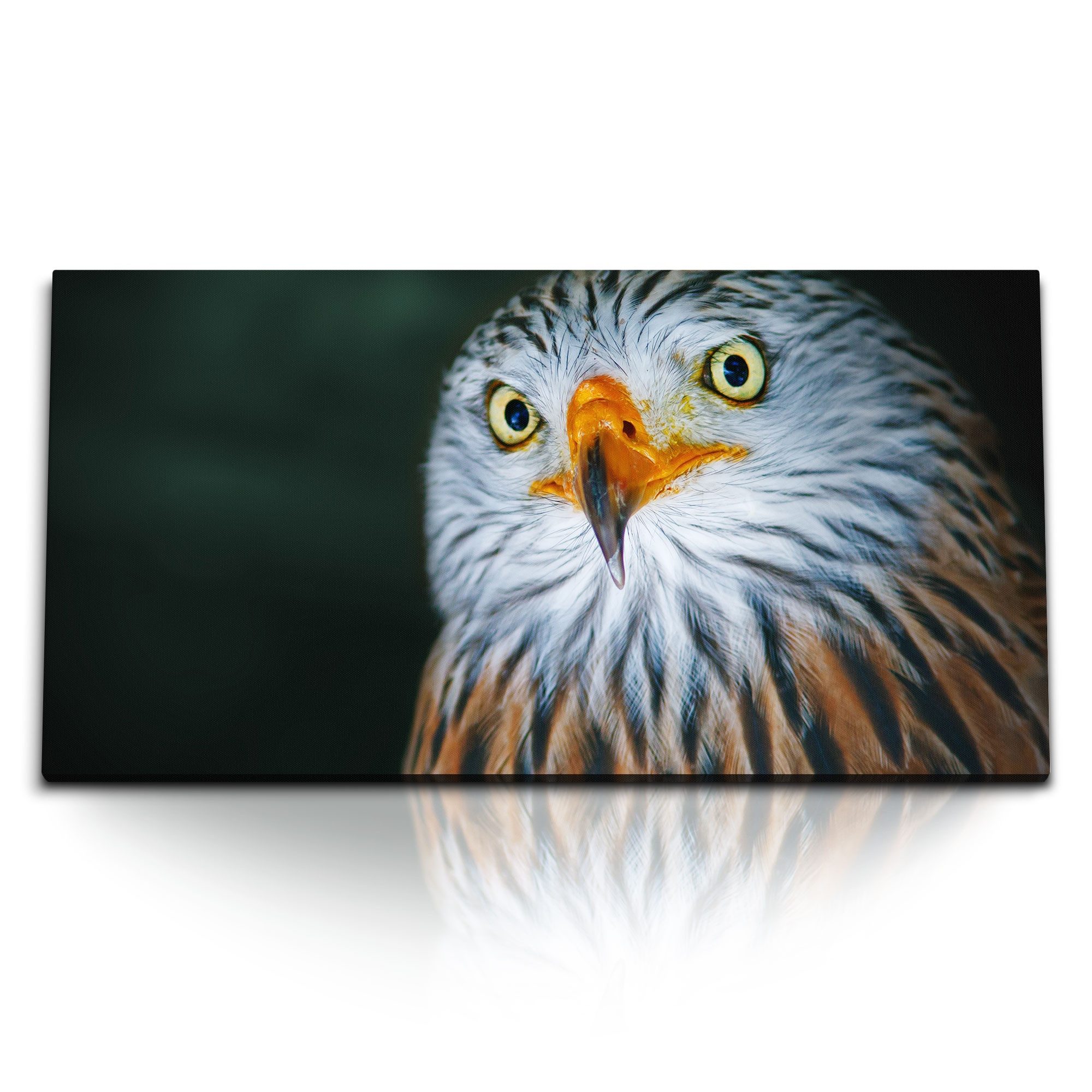 Leinwandbild Kunstdruck Bilder 120x60cm Rotmilan Porträt Tierfotografie Raubvogel G