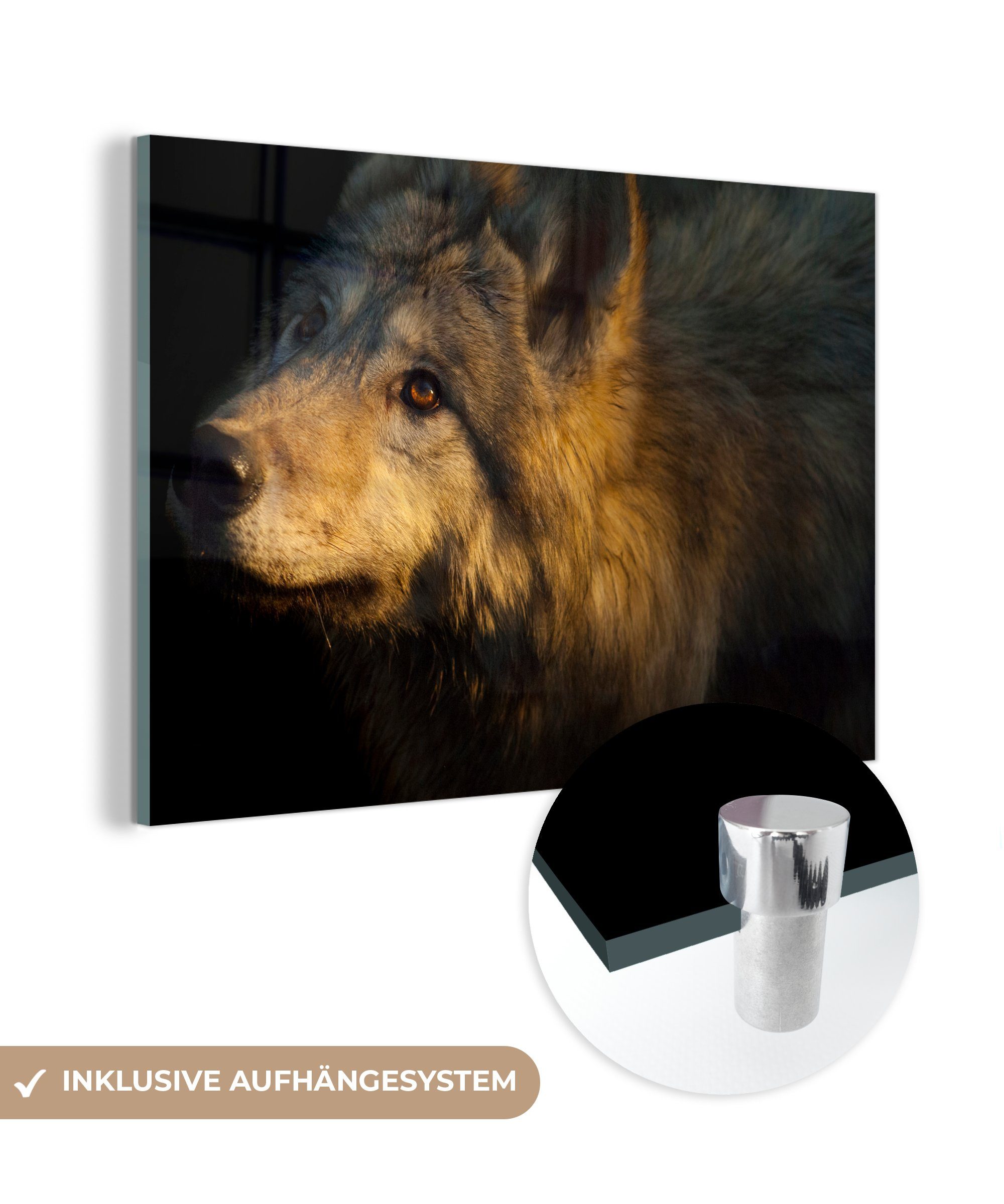 MuchoWow Acrylglasbild Wolf - Gold - Sonne, (1 St), Acrylglasbilder Wohnzimmer & Schlafzimmer