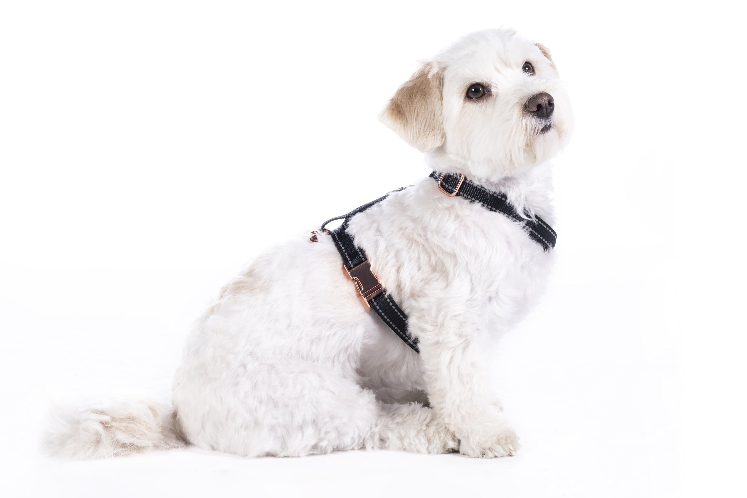 HKM Dogs Hunde-Geschirr Hundegeschirr -Anam Cara Basic- Nylon, 100% Nylon, reflektierend, stufenlos verstellbar, D-Ring zum Anleinen