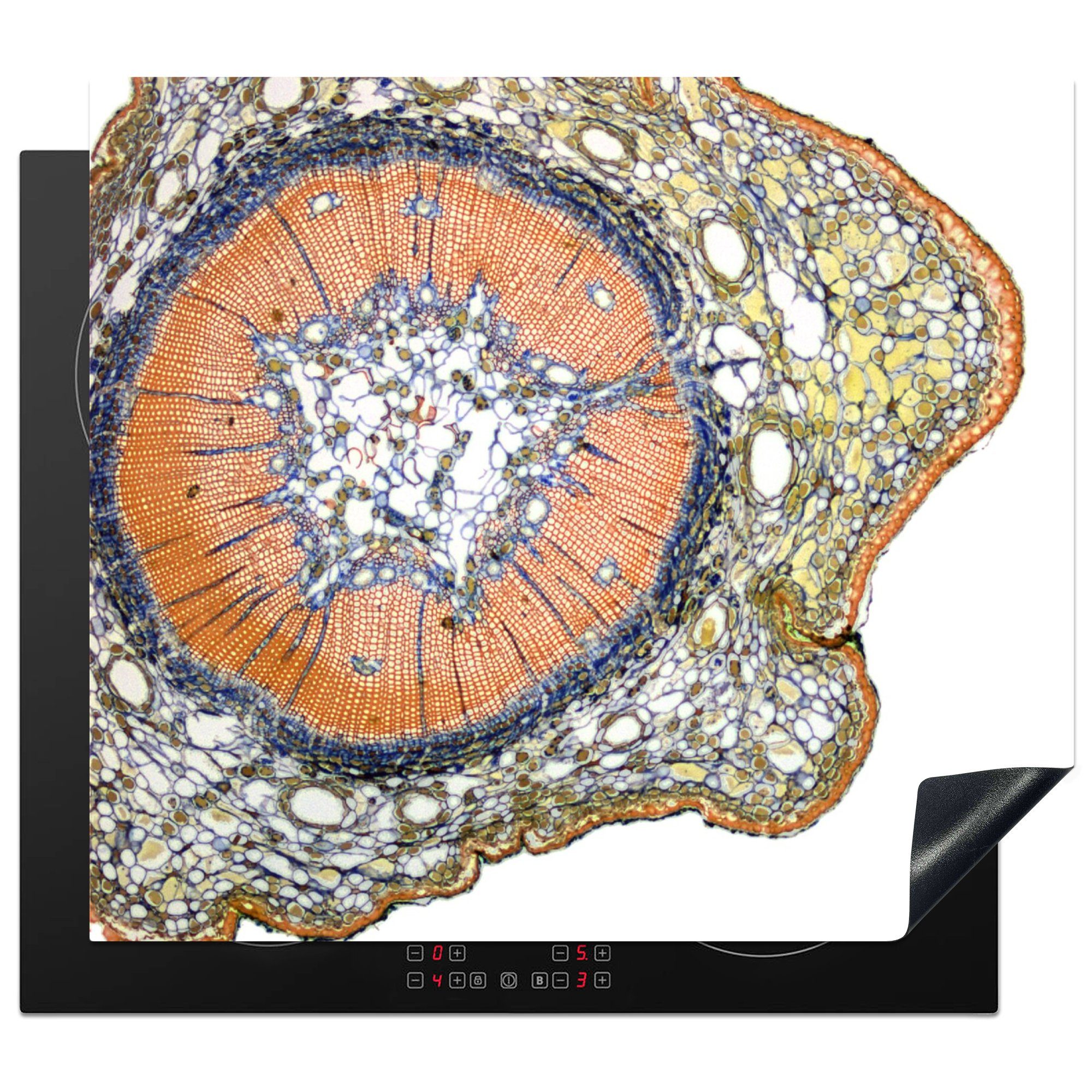 MuchoWow Herdblende-/Abdeckplatte Die Zellen eines Kiefernbaums, Vinyl, (1 tlg), 60x52 cm, Mobile Arbeitsfläche nutzbar, Ceranfeldabdeckung