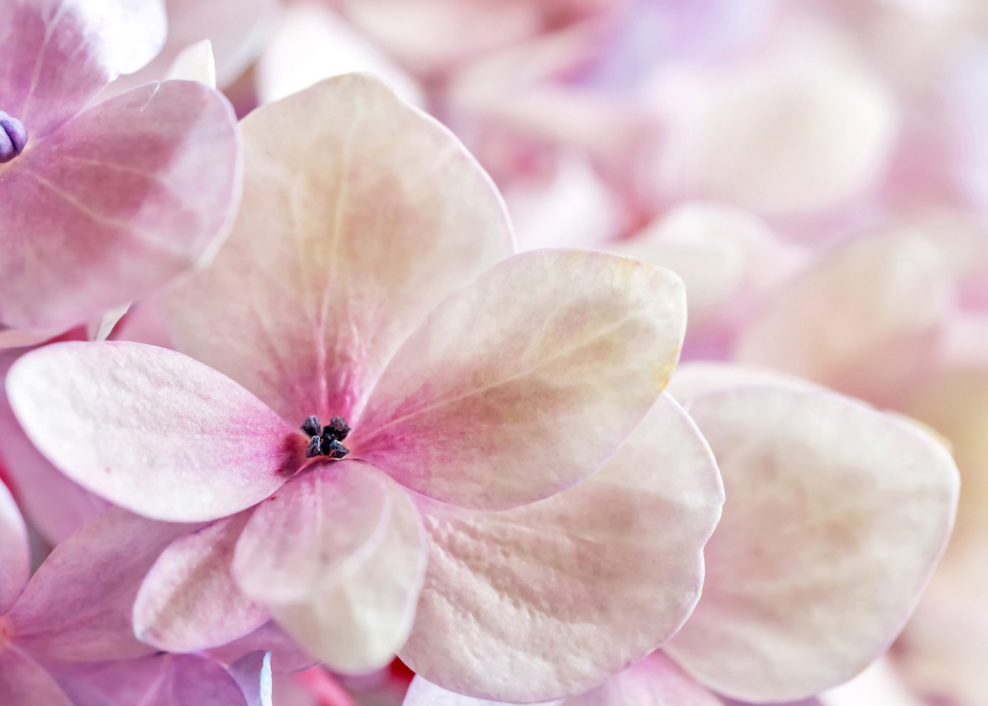 Rasch Fototapete Orchideen Blüte - Vliestapete Lila, floral, bedruckt, (1 Rolle, 1 St., Kollektion 'Magicwalls' - 2,65 m x 3,71 m), Lichtbeständige Farben - Feucht abwischbar - Restlost abziehbar