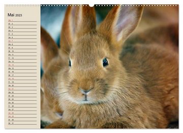 CALVENDO Wandkalender Kaninchen und Hasen (Premium, hochwertiger DIN A2 Wandkalender 2023, Kunstdruck in Hochglanz)