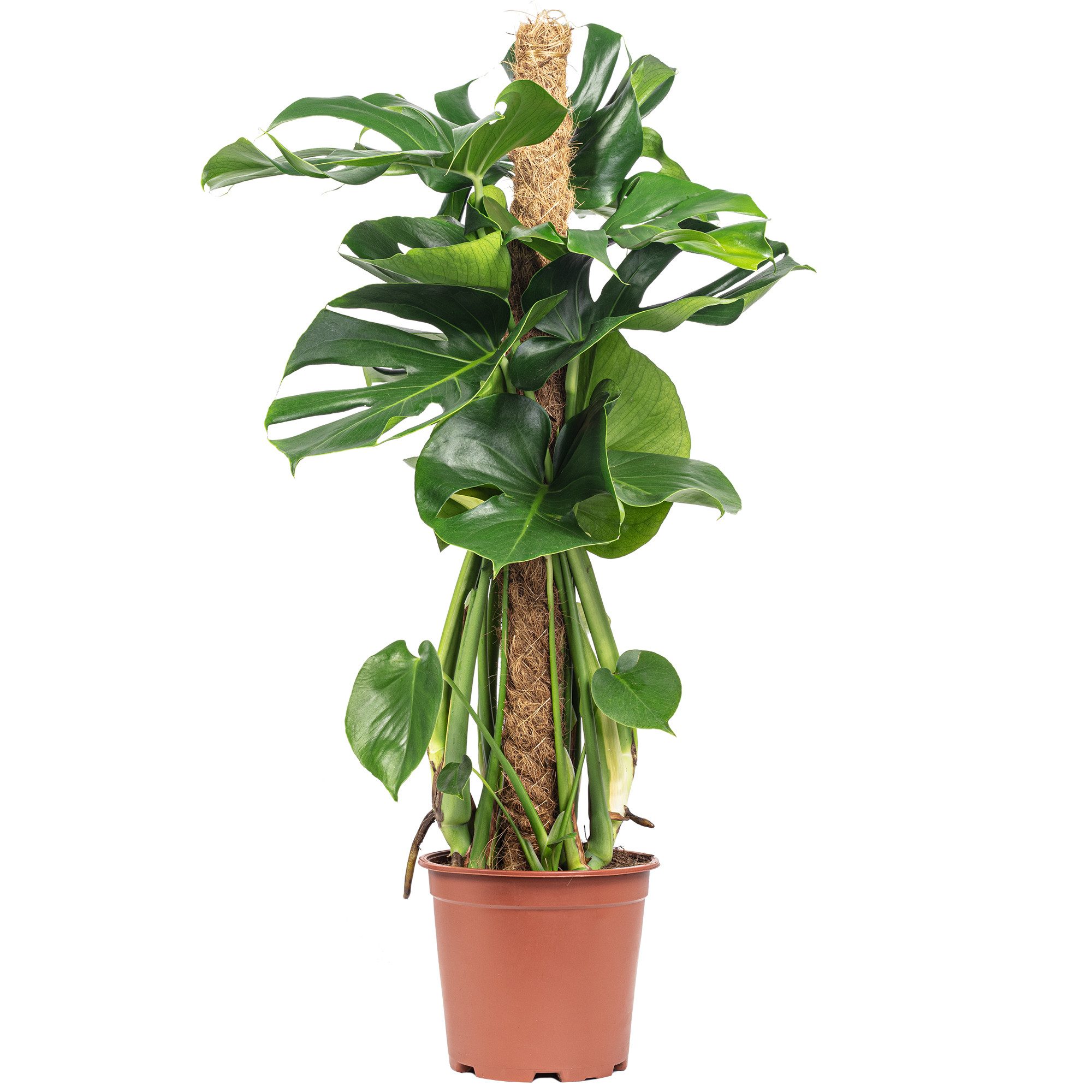 Flowerbox Zimmerpflanze Fensterblatt am Moosstab - Monstera deliciosa, pflegeleicht - Höhe ca. 80 cm, Topf-Ø 19 cm
