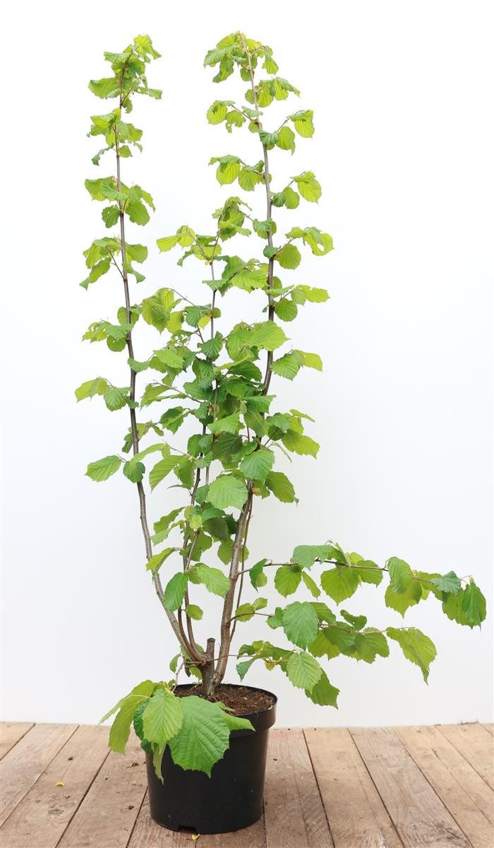 Pflanzen für Dich Gehölze Corylus avellana, 1 St., Haselnuss, Gemeine Hasel, Haselstrauch