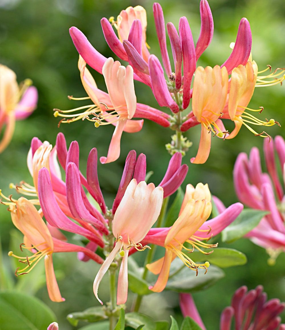 BALDUR Garten Zierstrauch Geißblatt 'Goldflame', 1 St., Jeängerjelieber,winterhart, mehrjährig, pflegeleicht