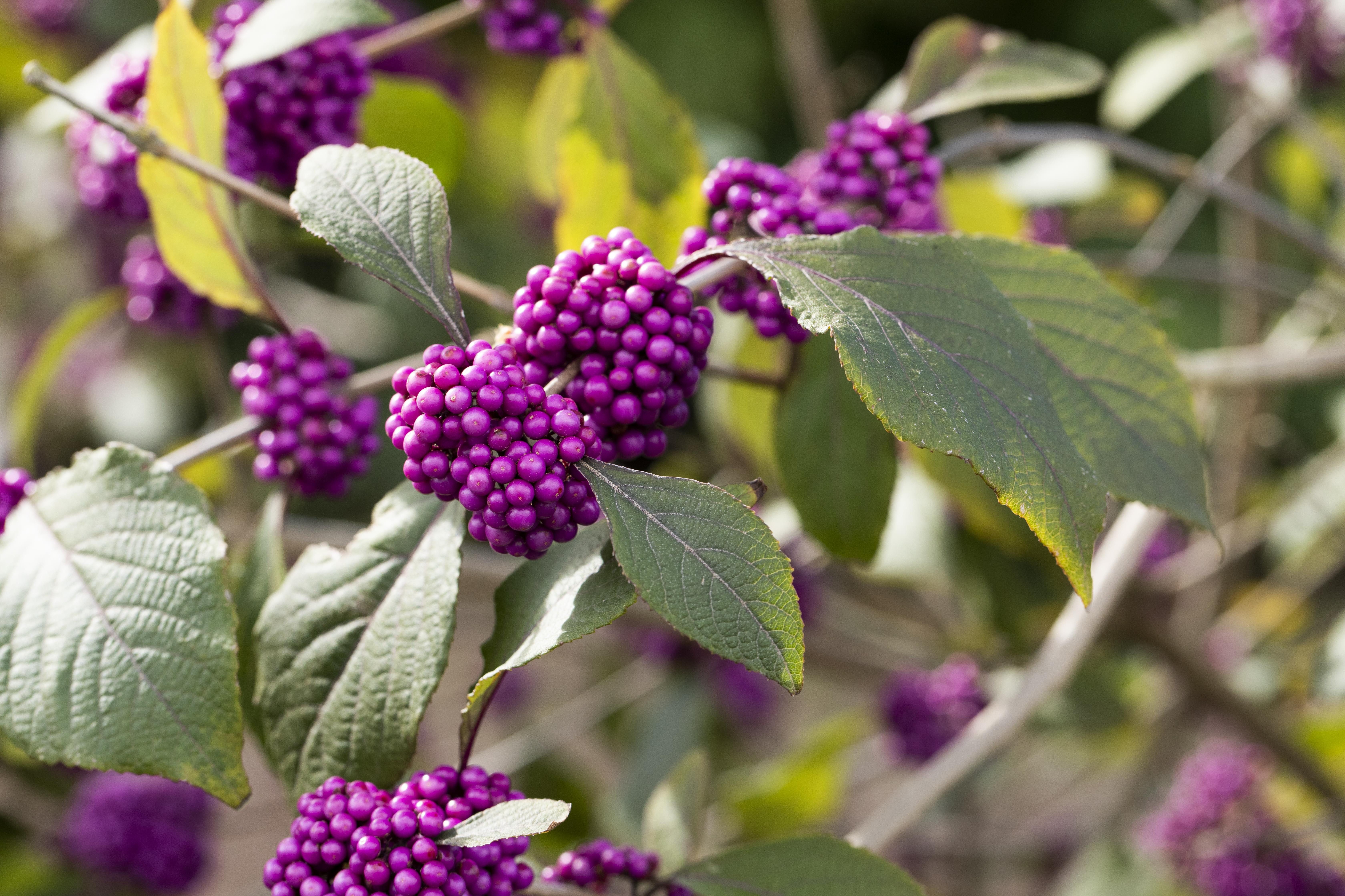 Garten von Ehren Zierstrauch Callicarpa bodinieri Profusion Containerware 40-60 cm hoch