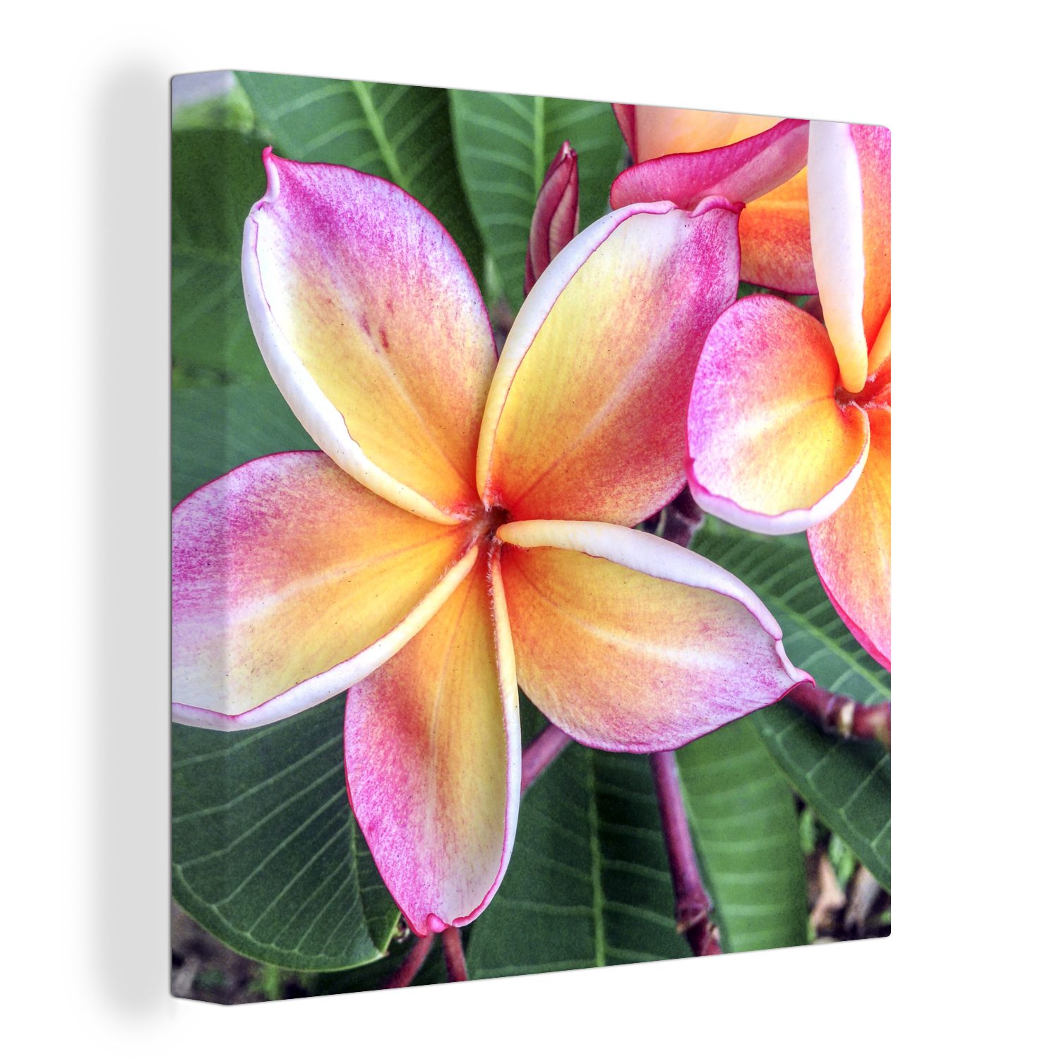 OneMillionCanvasses® Leinwandbild Bunte Plumeria-Blüten in Singapur, (1 St), Leinwand Bilder für Wohnzimmer Schlafzimmer