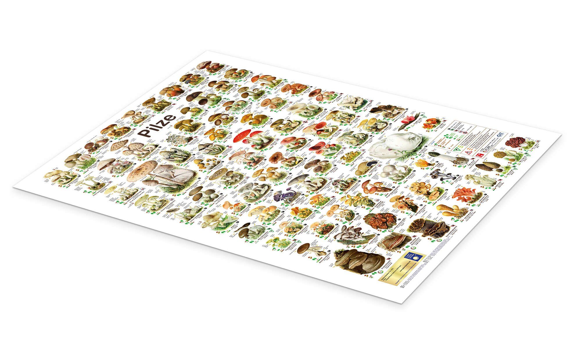 Posterlounge Wandbild Pilze, Planet Poster Editions, erhältlich als Poster, Leinwandbild, Wandsticker oder Acrylglasbild