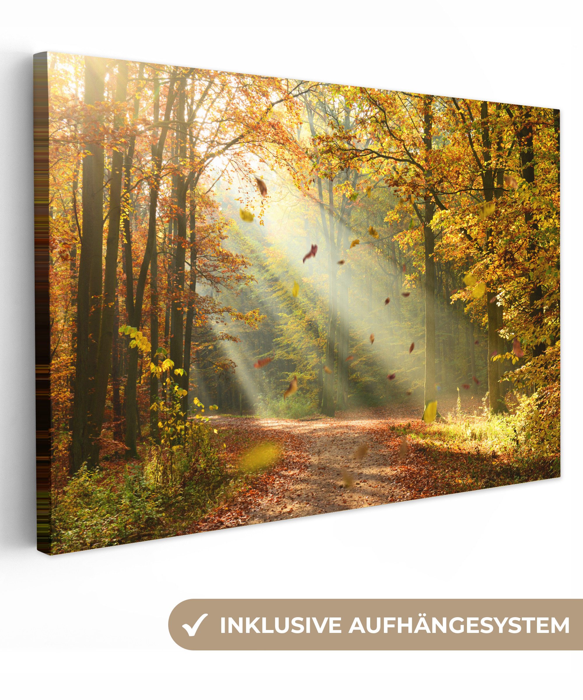 OneMillionCanvasses® Leinwandbild Wald - Bäume - Herbst - Sonne - Herbstblä günstig online kaufen