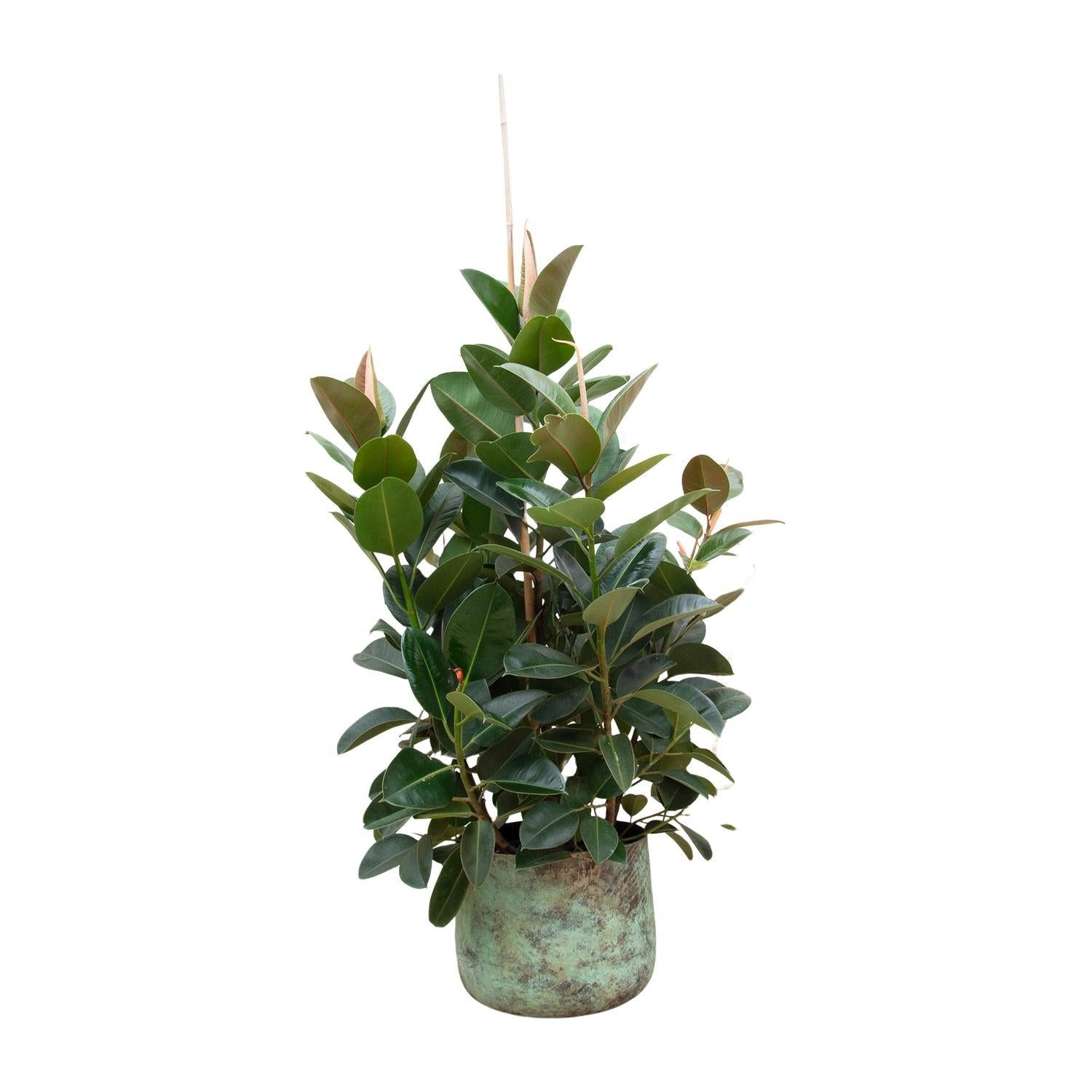 Florora Zimmerpflanze Ficus Robusta Baum