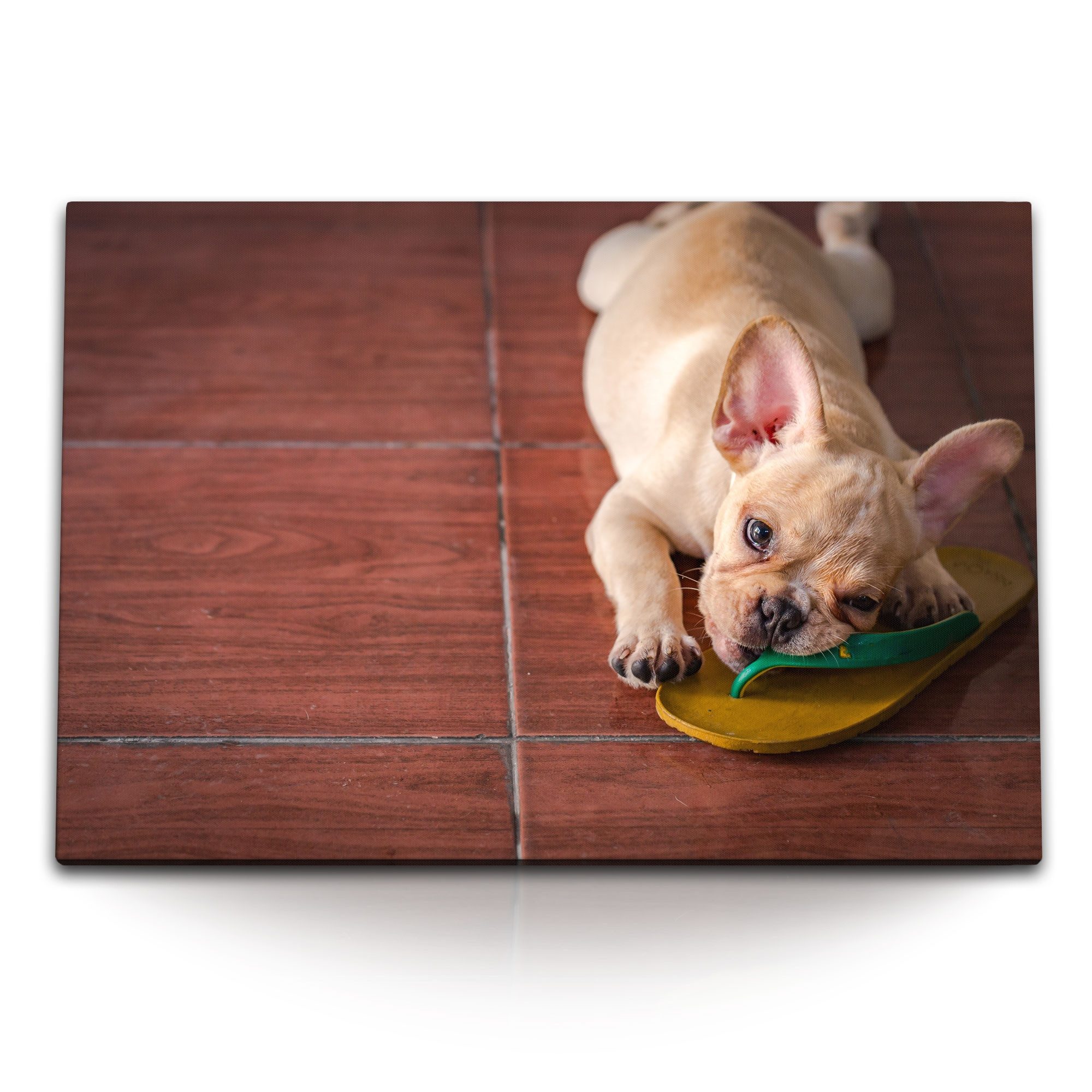 Sinus Art Leinwandbild 120x80cm Wandbild auf Leinwand Kleiner Welpe Hund Französische Bulldog, (1 St)