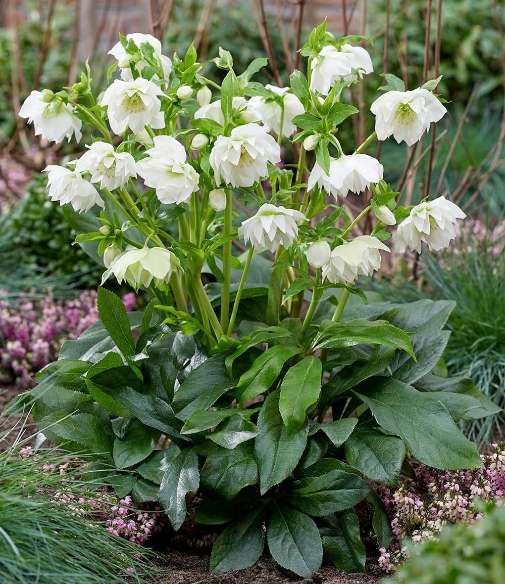 BALDUR Garten Rose Gefüllte Christrose 'ViV® Amalia', 1 St., Reichblühend, immergrün, reichblühend, lange Blütezeit