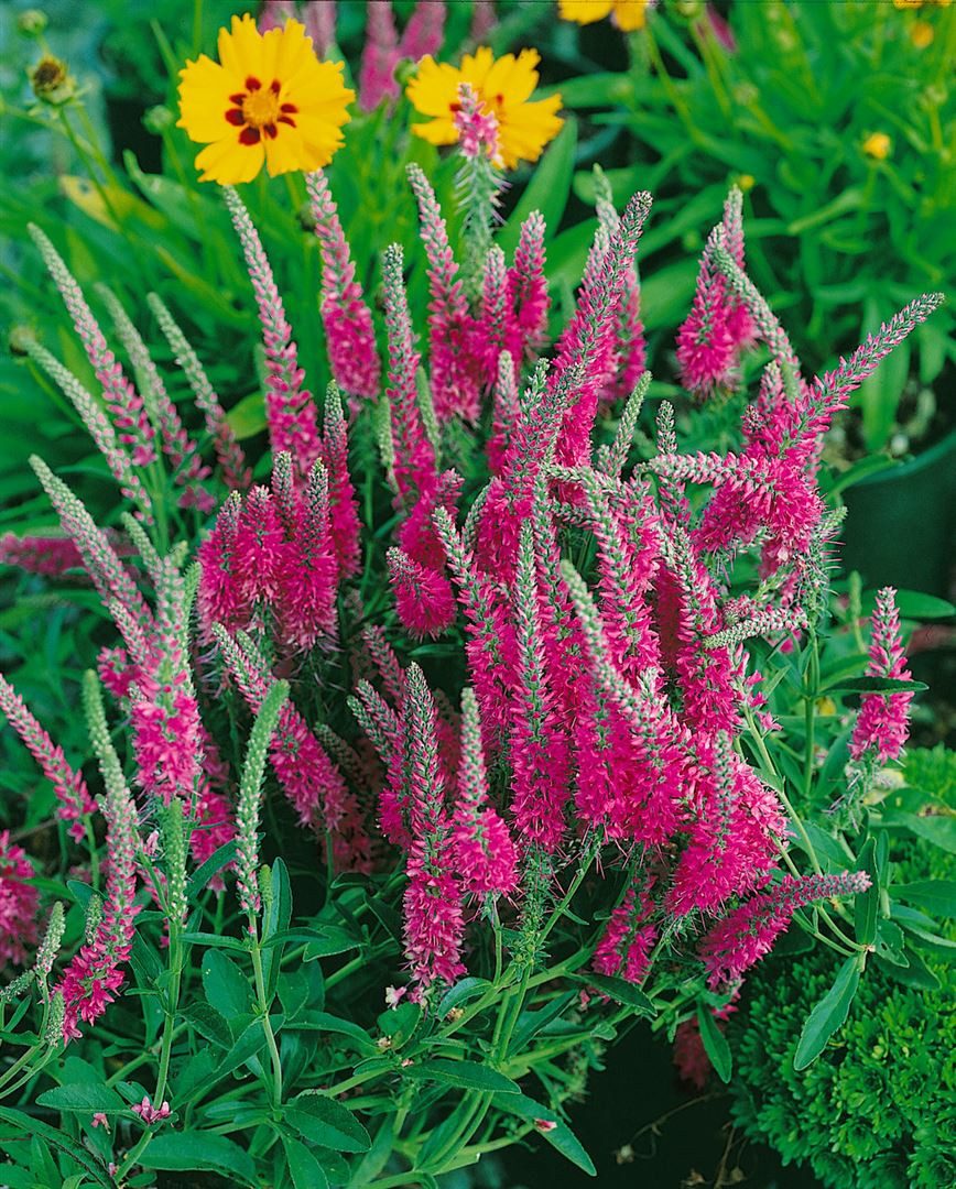 Pflanzen für Dich Staude Veronica spic. Rotfuchs, 1 St., Ähriger Ehrenpreis, Roter Ehrenpreis