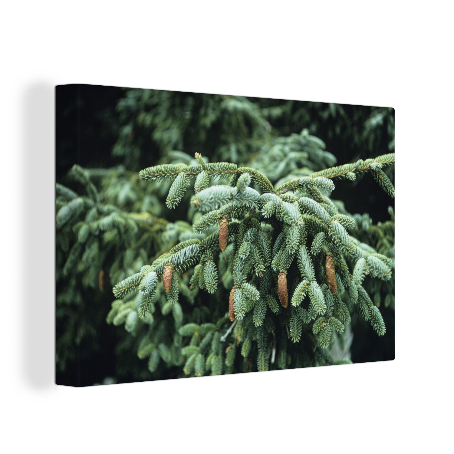 OneMillionCanvasses® Leinwandbild Eine Nahaufnahme eines Weihnachtsbaums in einem Wald in den, (1 St), Wandbild Leinwandbilder, Aufhängefertig, Wanddeko, 30x20 cm