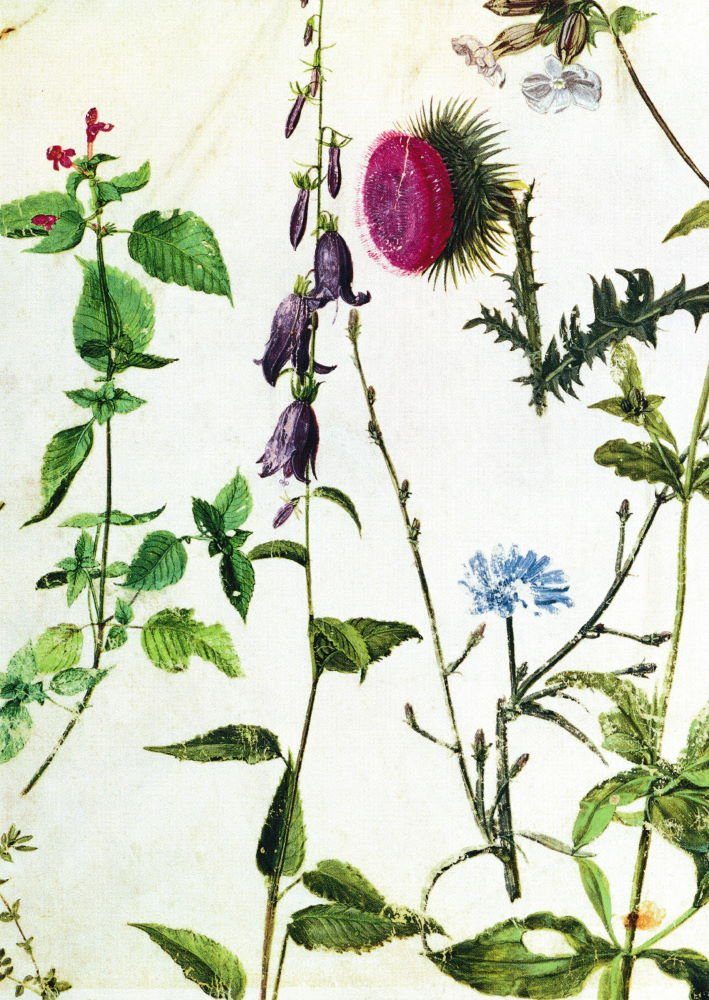 Zeitlich begrenzt Postkarte Kunstkarte Albrecht Dürer von "Studien Wildblumen"