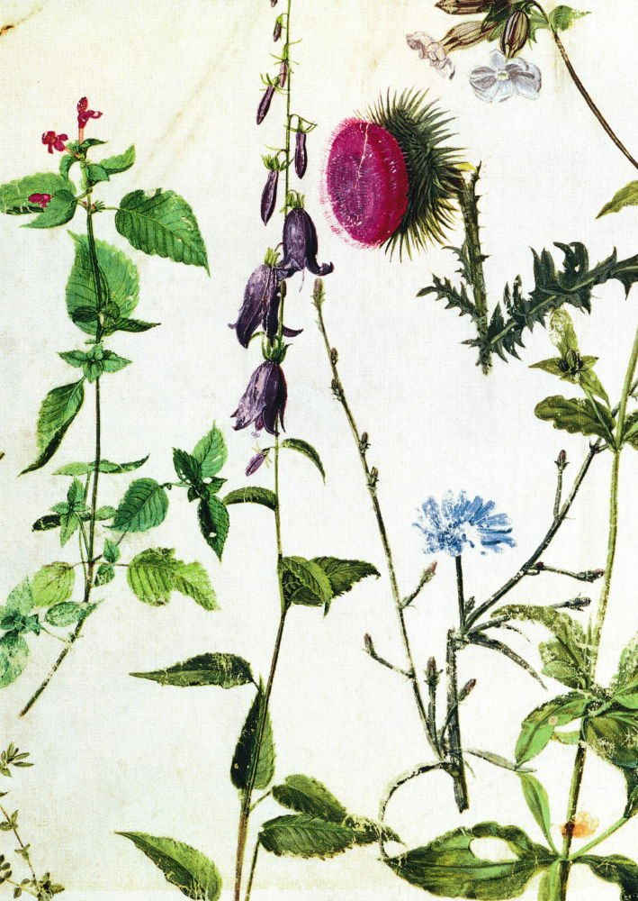 Postkarte Kunstkarte Albrecht Dürer "Studien von Wildblumen"