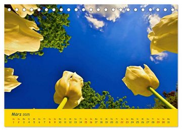 CALVENDO Wandkalender Tulpentraum (Tischkalender 2025 DIN A5 quer), CALVENDO Monatskalender