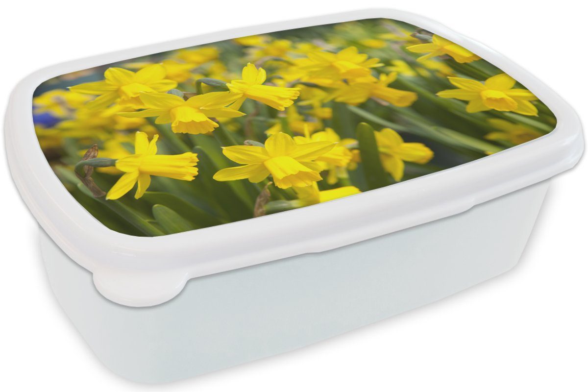 Narzissen Jungs und für - Kunststoff, und (2-tlg), - Erwachsene, Mädchen für Gelb, Lunchbox Brotdose, MuchoWow Blume Brotbox weiß Kinder