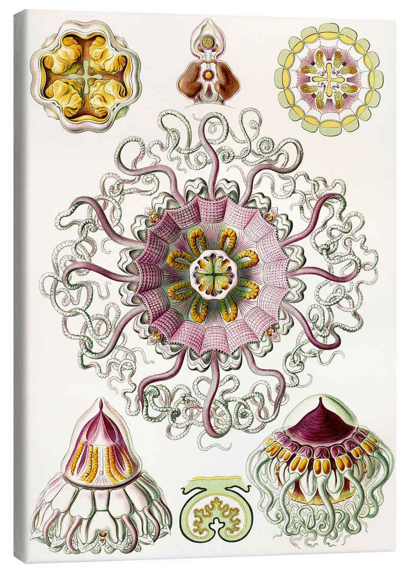 Posterlounge Leinwandbild Ernst Haeckel, Taschenquallen, Peromedusae, Periphylla (Kunstformen der Natur, 1899), Skandinavisch Malerei