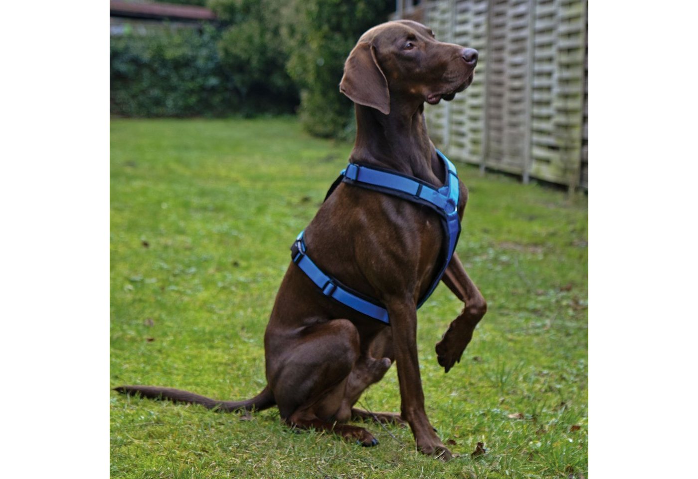 Thumbnail - AnnyX Hunde-Geschirr Brustgeschirr Fun - gepolstert - superbequem, Nylon, bequemer Einstieg