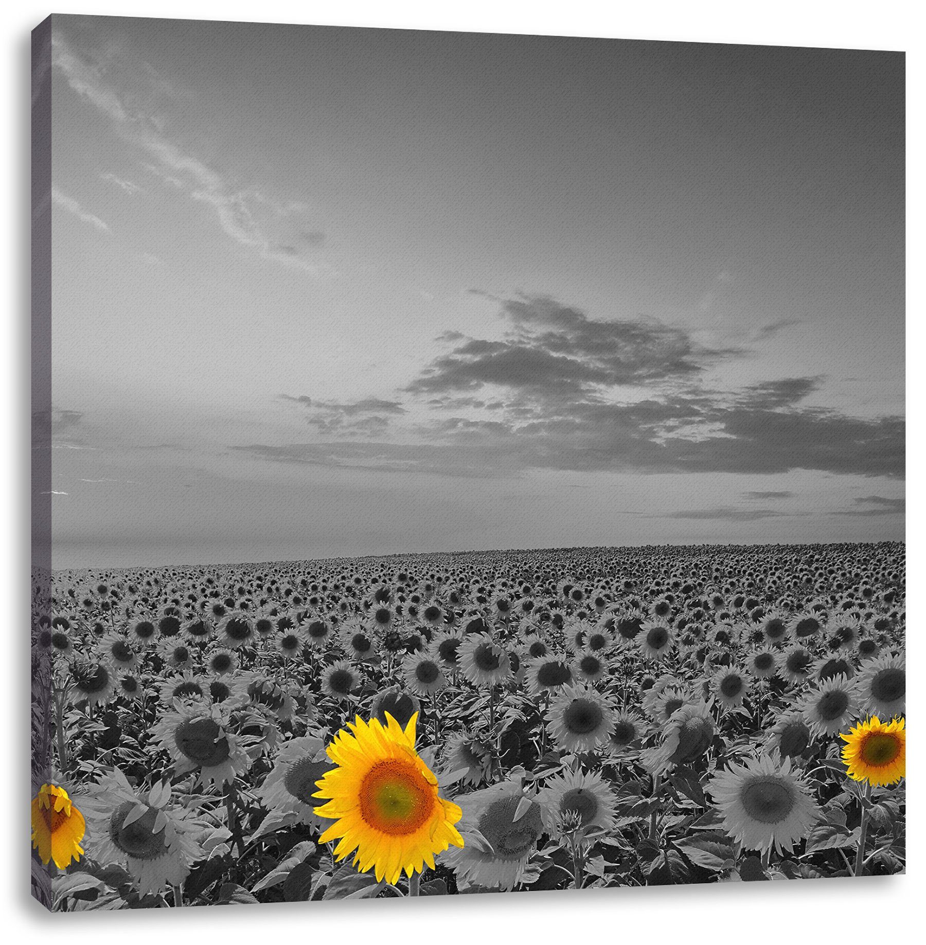 Sonnenblumenfeld, Leinwandbild inkl. St), bespannt, Pixxprint Zackenaufhänger schönes fertig schönes Leinwandbild (1 Sonnenblumenfeld