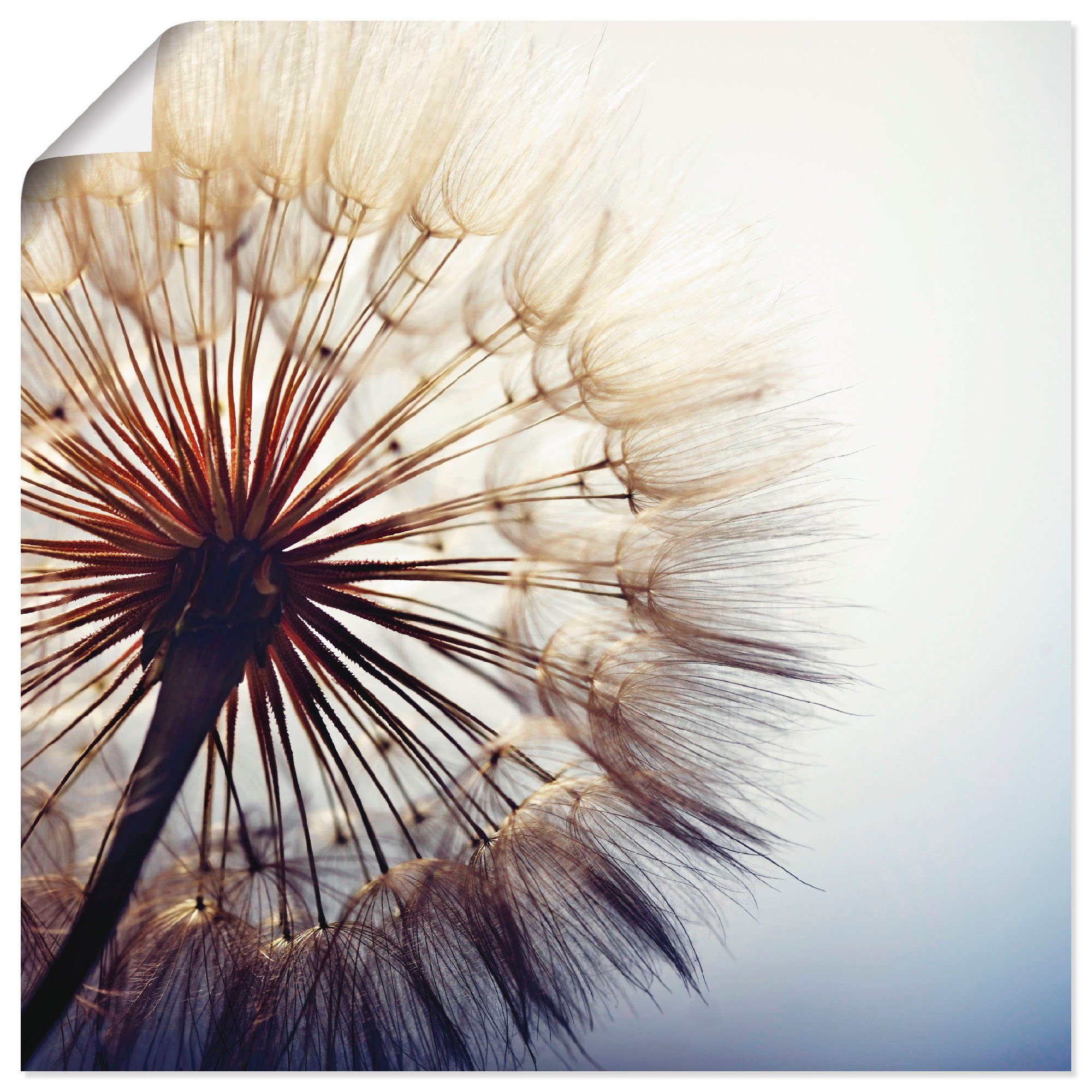 Artland Wandbild Große Pusteblume, Blumen (1 St), als Leinwandbild, Poster in verschied. Größen