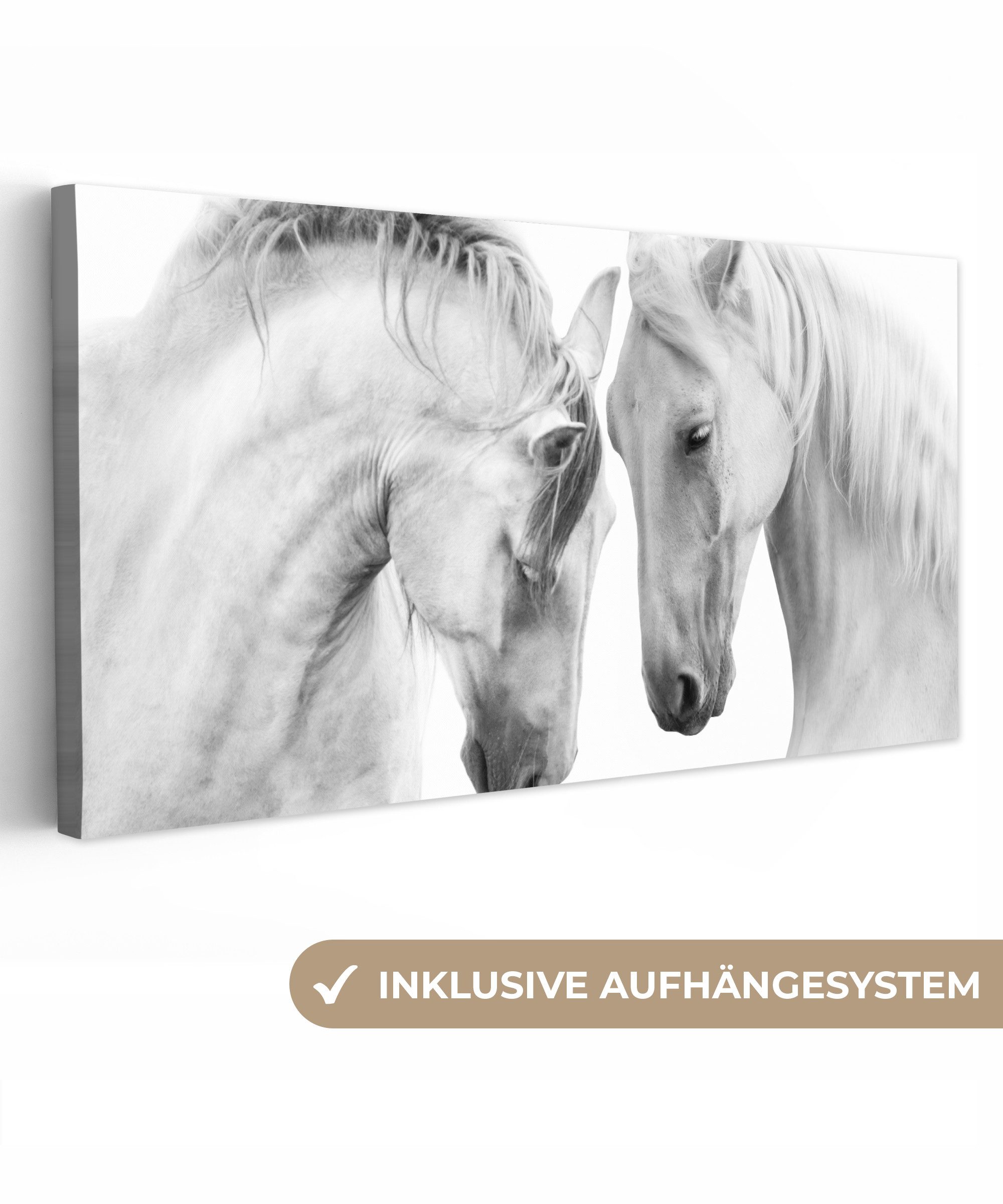 Pferd - Tiere - Porträt - Weiß